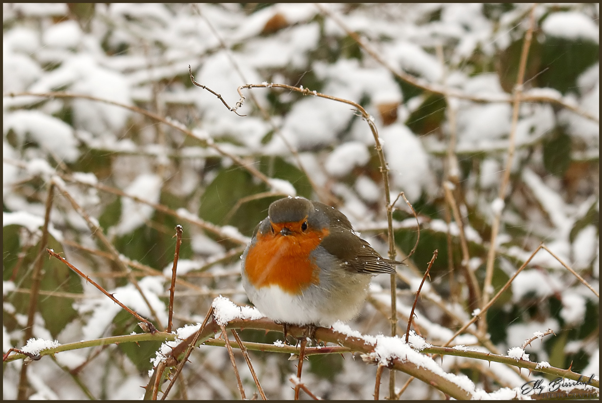 Canon EF 70-300mm F4-5.6 IS USM sample photo. Cute robin photography