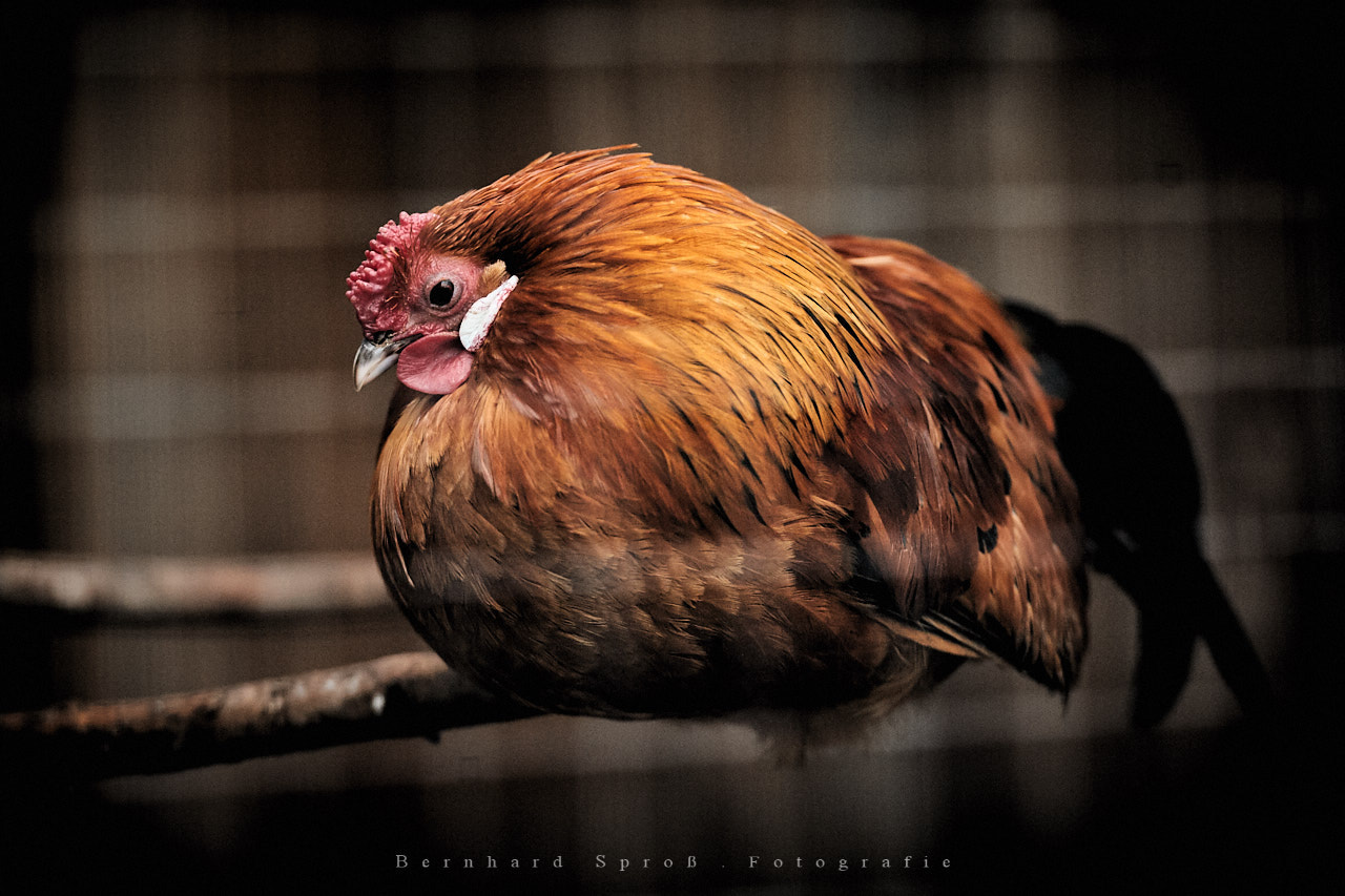 Nikon D700 sample photo. Federvieh photography