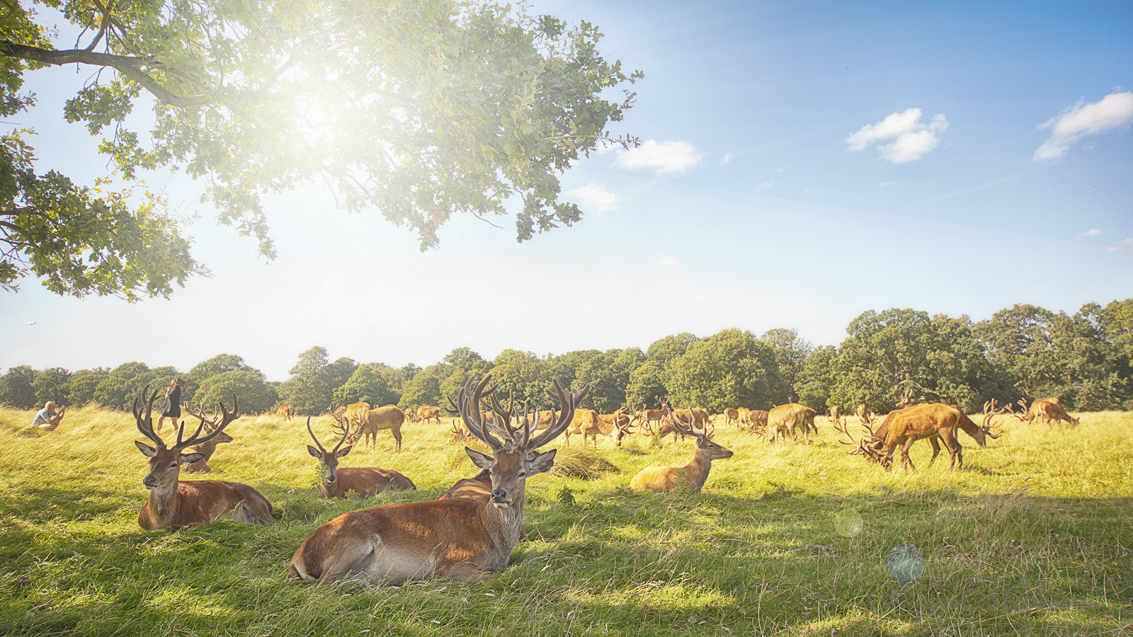 Canon EOS 5D Mark II + Sigma 12-24mm F4.5-5.6 EX DG Aspherical HSM sample photo. Deer in the sun photography