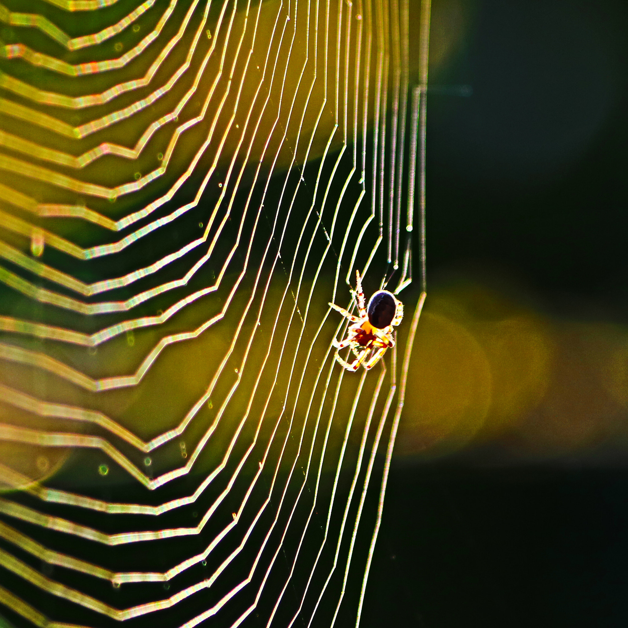 Sigma 70-300mm F4-5.6 APO DG Macro sample photo. Spinne im netz photography