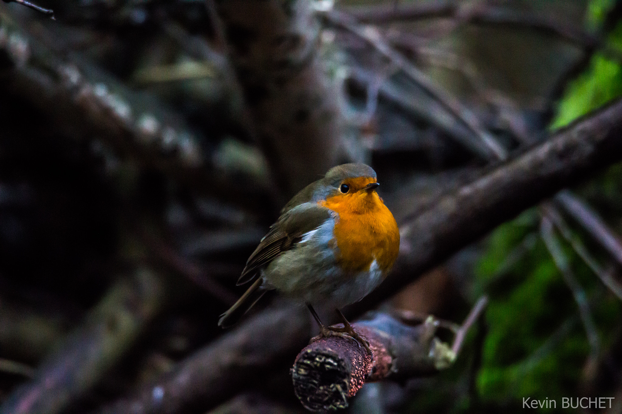 Tamron SP 150-600mm F5-6.3 Di VC USD sample photo. Fatty robin photography