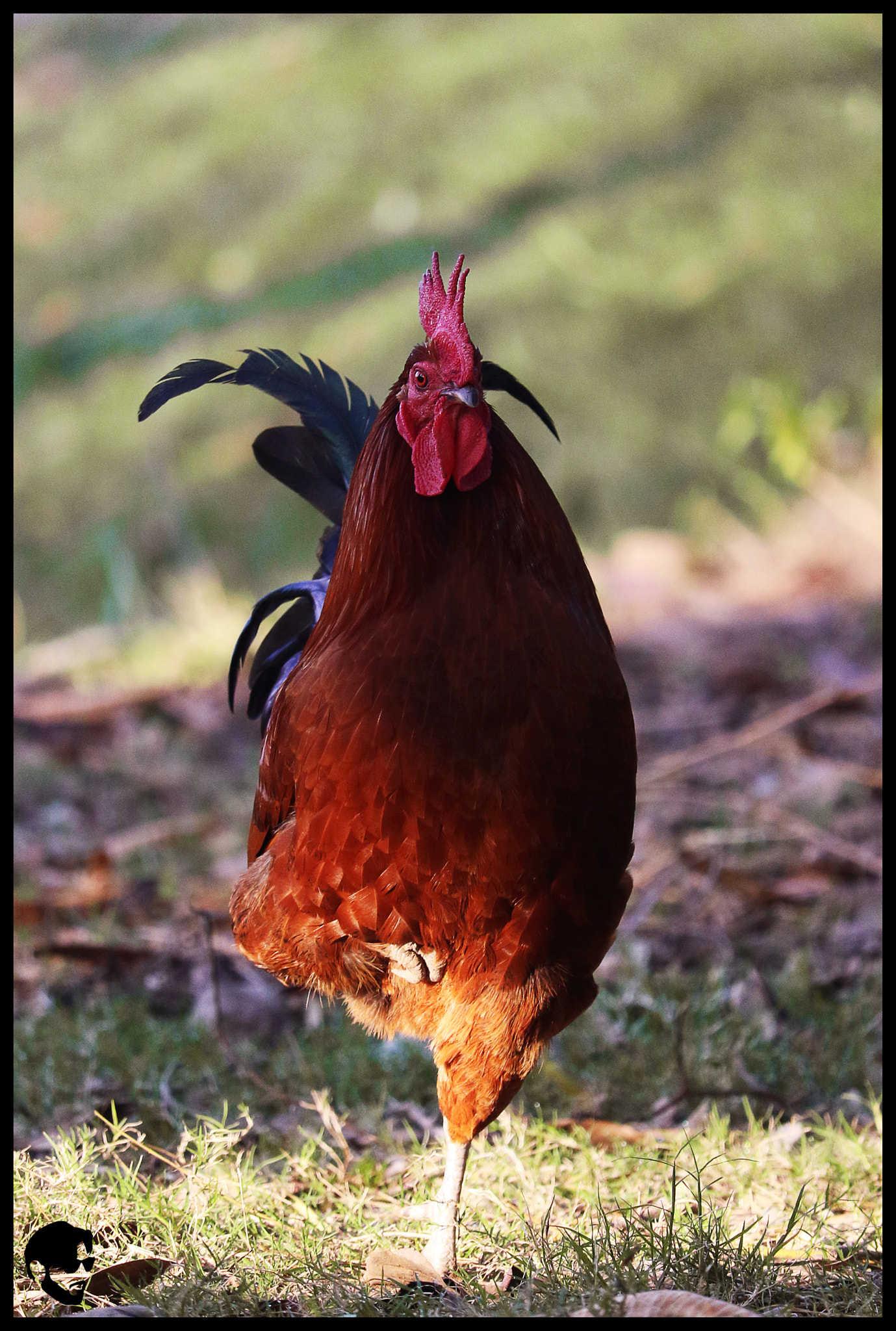 Canon EF-S 55-250mm F4-5.6 IS STM sample photo. Desi kukar photography