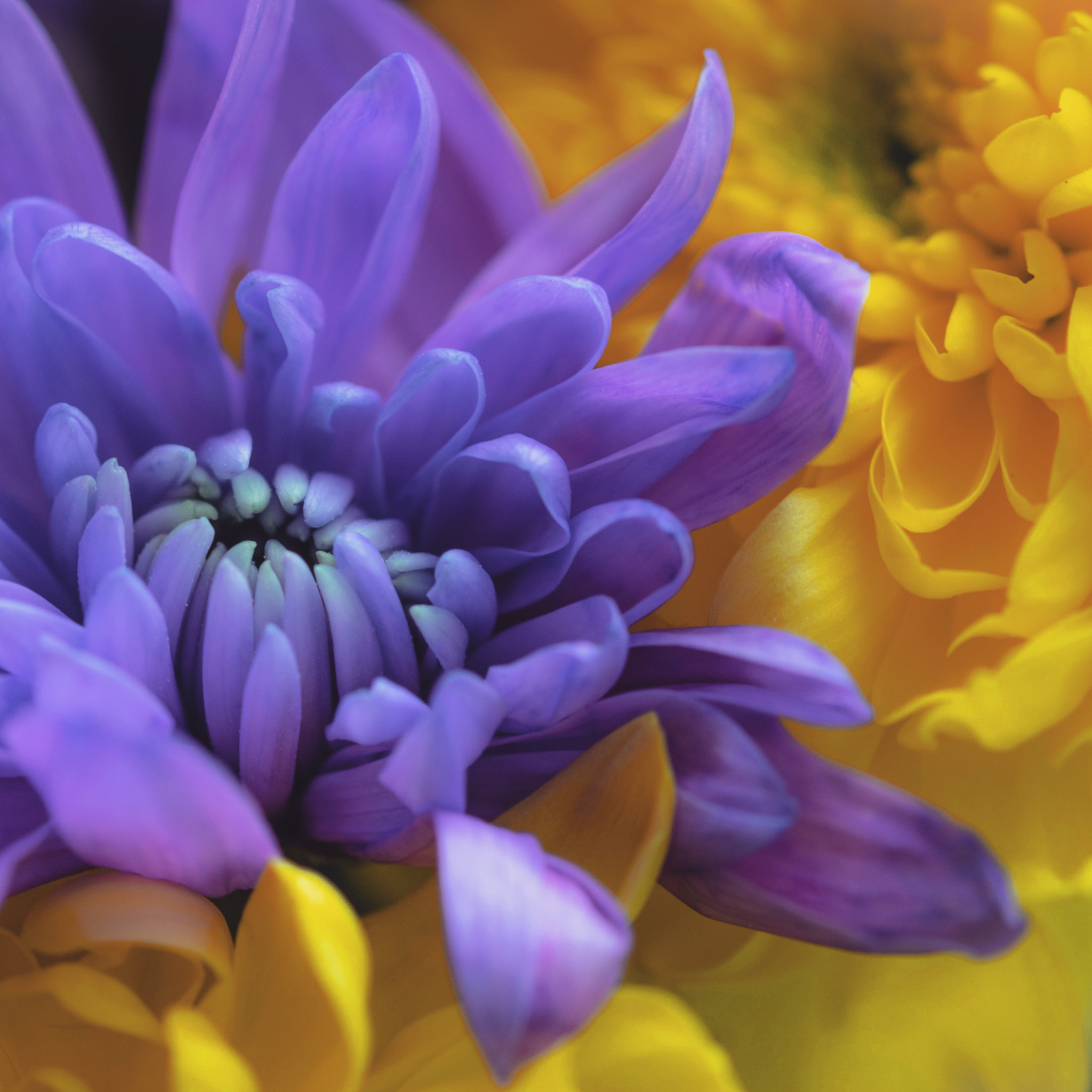 Sigma 105mm F2.8 EX DG OS HSM sample photo. A macro shot of some yellow and purple flowers photography