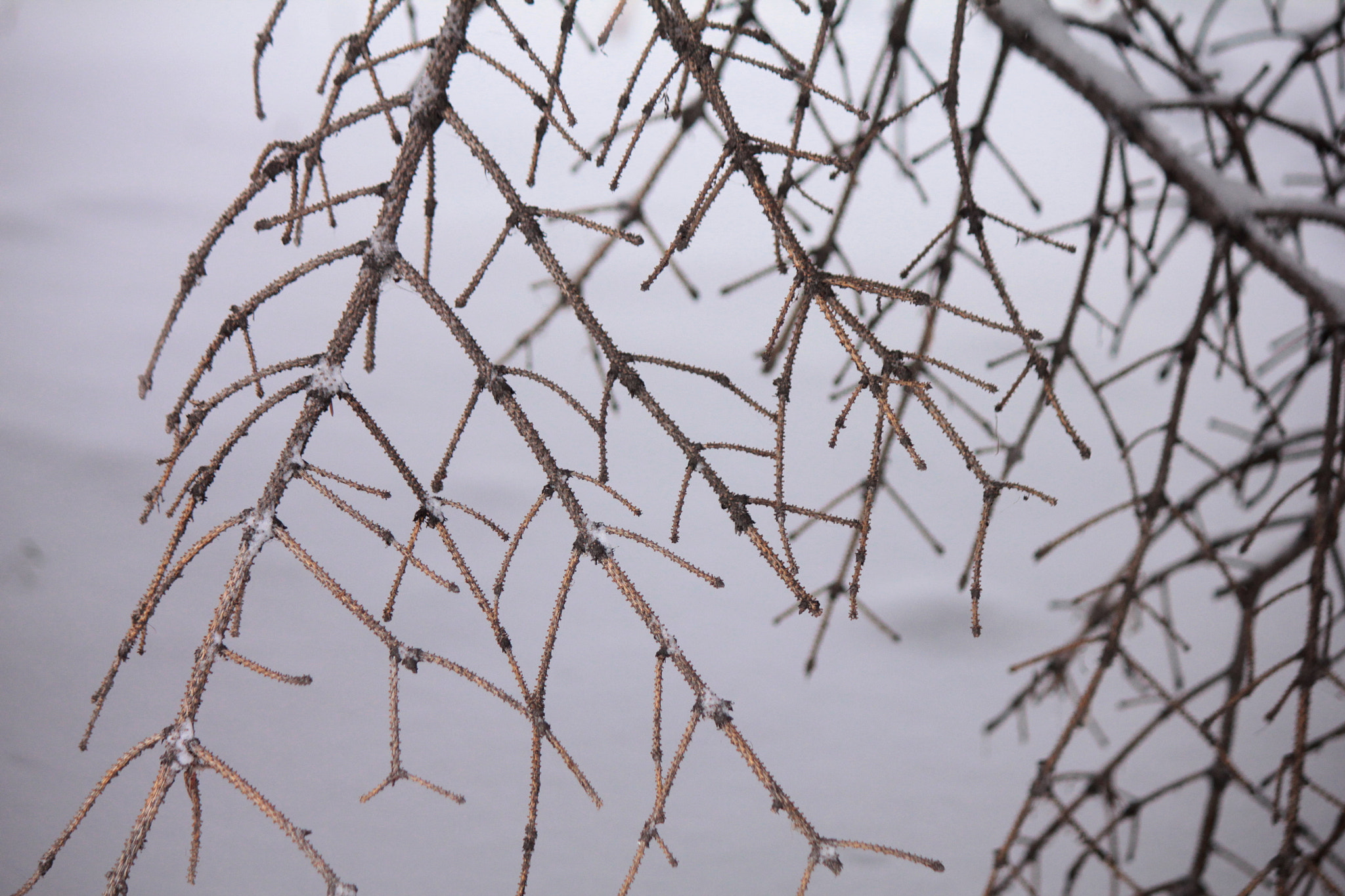 Canon EF-S 55-250mm F4-5.6 IS II sample photo. Bare photography