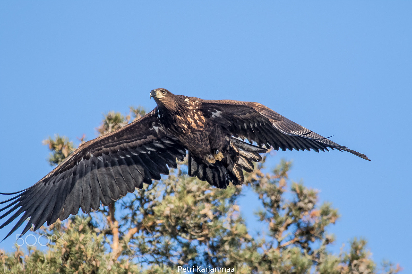 Canon EF 300mm f/2.8L + 1.4x sample photo. Call of the wild iv photography