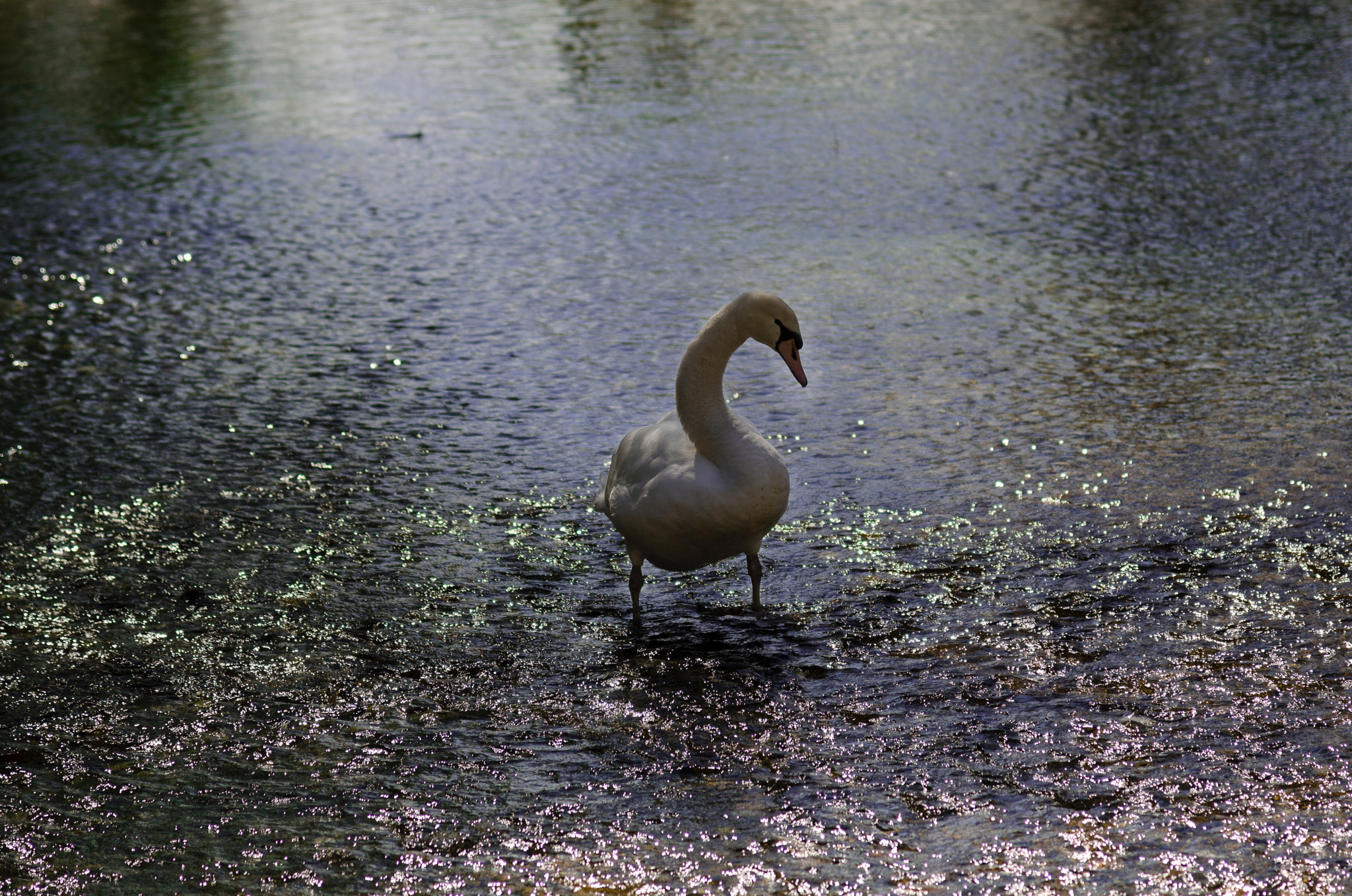 Nikon AF-S Nikkor 24-120mm F4G ED VR sample photo. Swan 1 photography