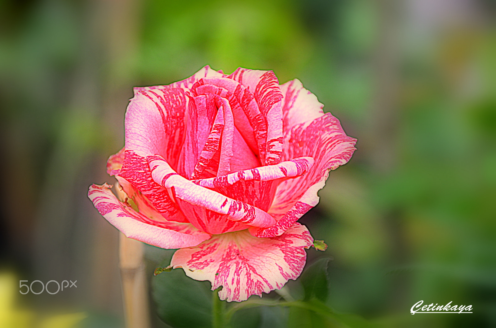 Sigma 18-200mm F3.5-6.3 DC OS HSM sample photo. Rose photography