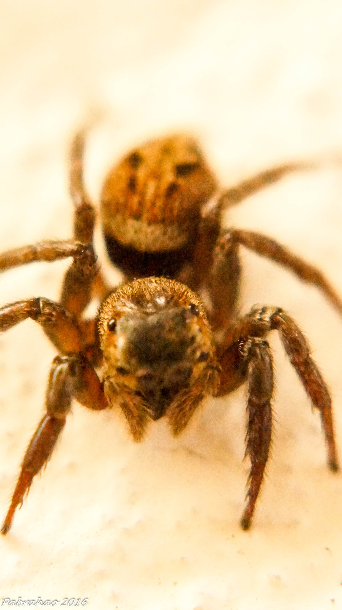 Tamron SP AF 90mm F2.8 Di Macro sample photo. What are you looking? photography