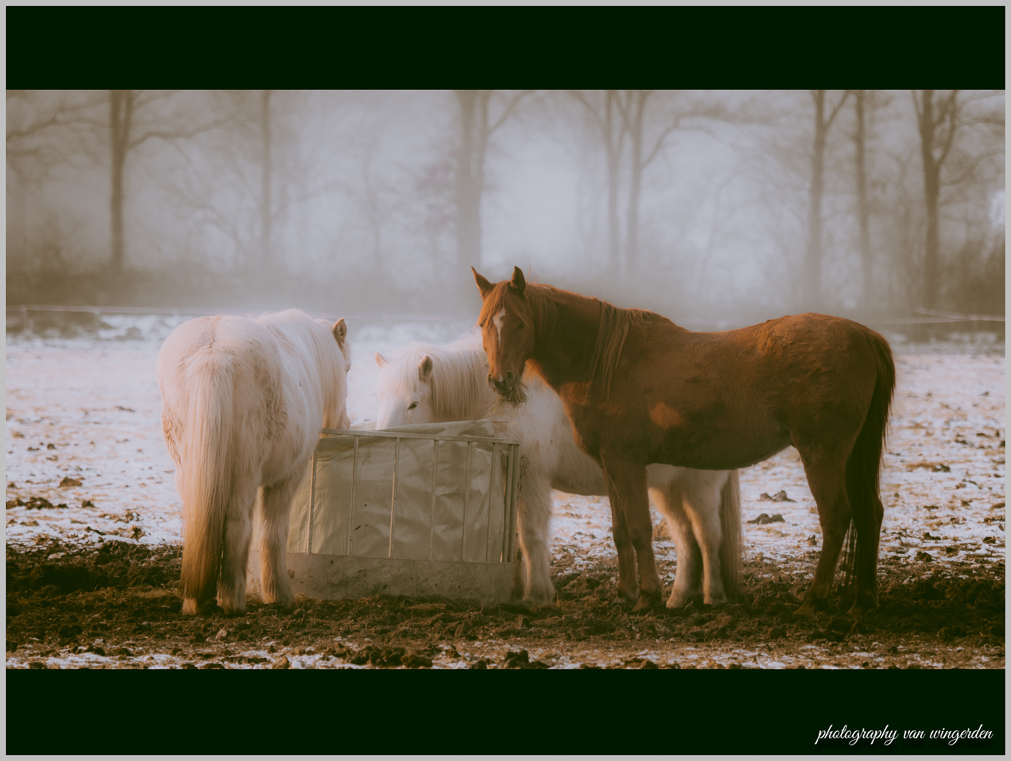Olympus OM-D E-M1 Mark II + Olympus M.Zuiko Digital ED 40-150mm F2.8 Pro sample photo. Horses photography