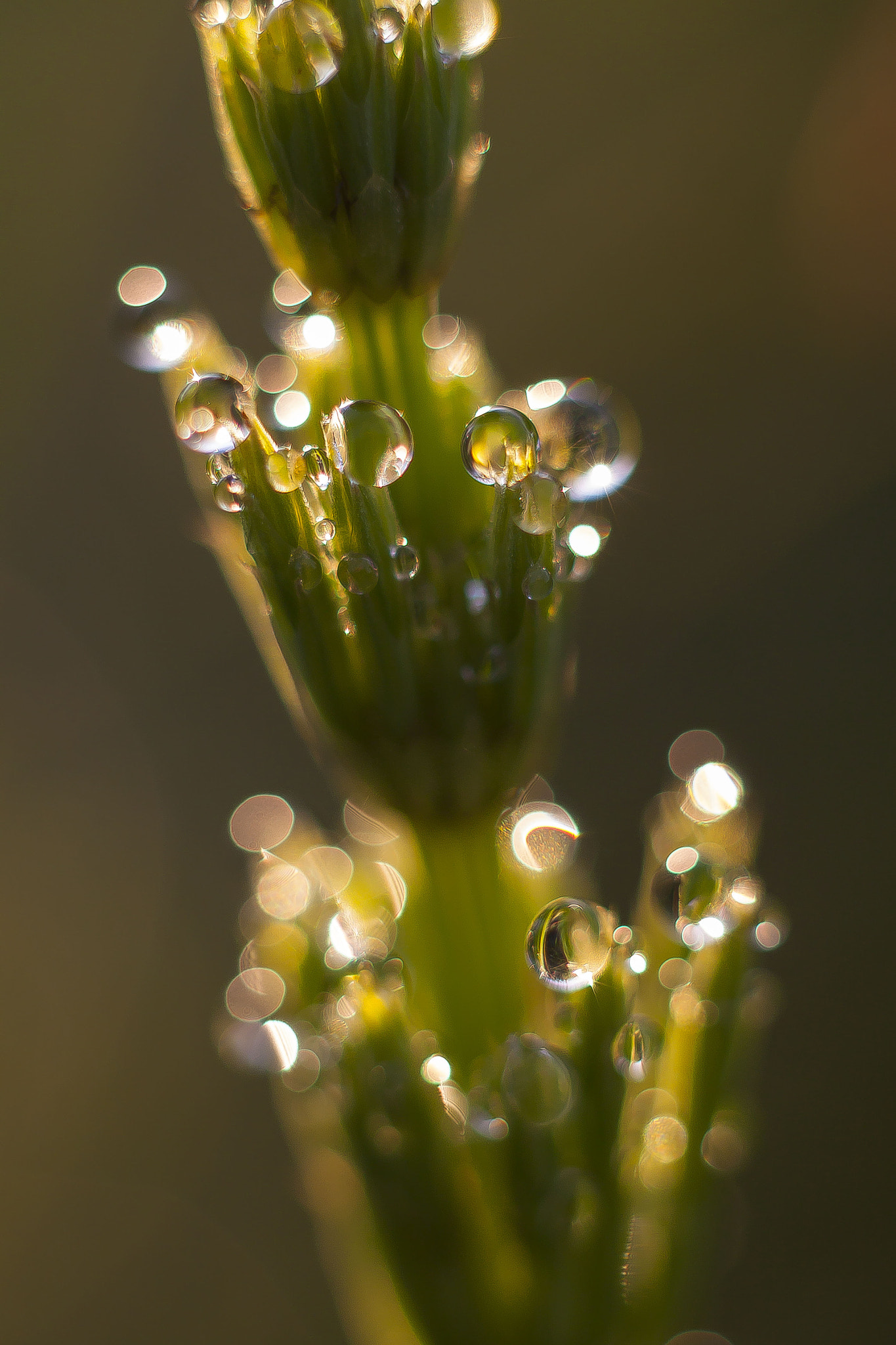 Canon EOS 500D (EOS Rebel T1i / EOS Kiss X3) + Canon EF 50mm F1.8 STM sample photo. Raindrops in the sun photography