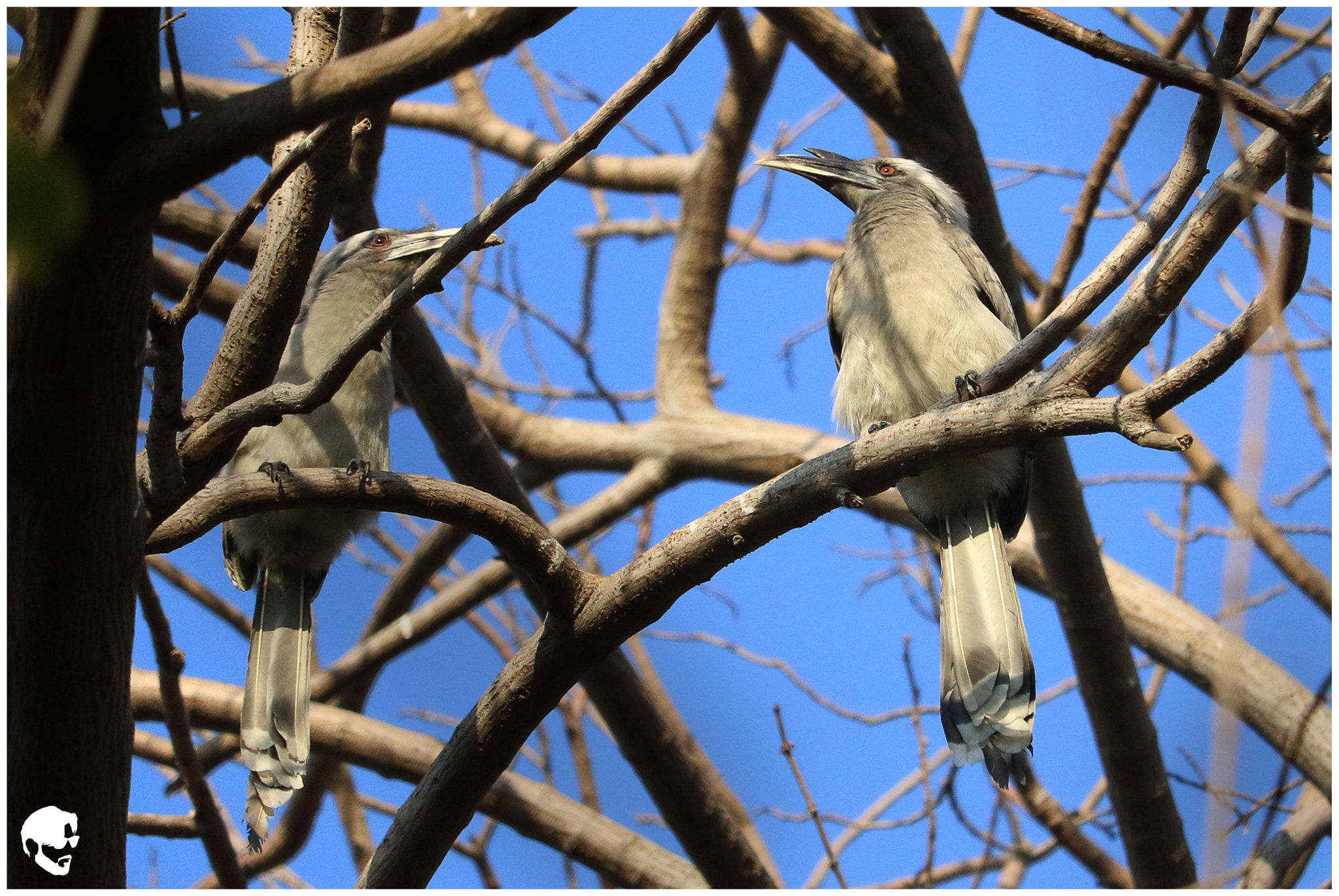 Canon EF-S 55-250mm F4-5.6 IS STM sample photo. Indian hornbill photography