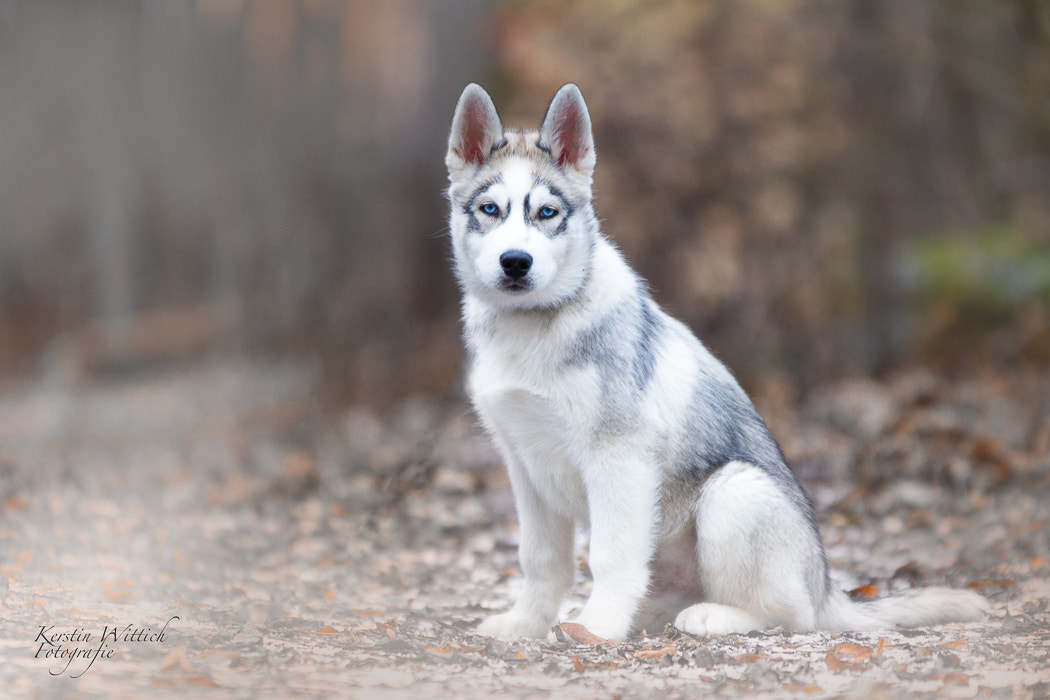 Sigma 70-200mm F2.8 EX DG OS HSM sample photo. Blue eyes photography