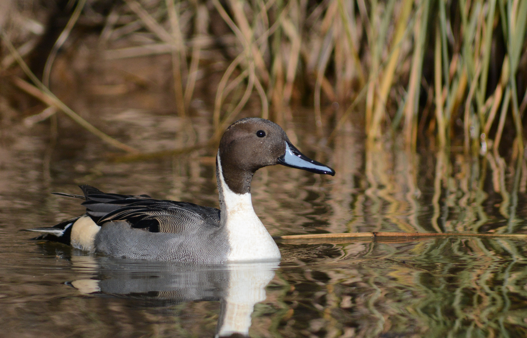 Sigma 70-300mm F4-5.6 APO DG Macro sample photo. Nothern pintail photography