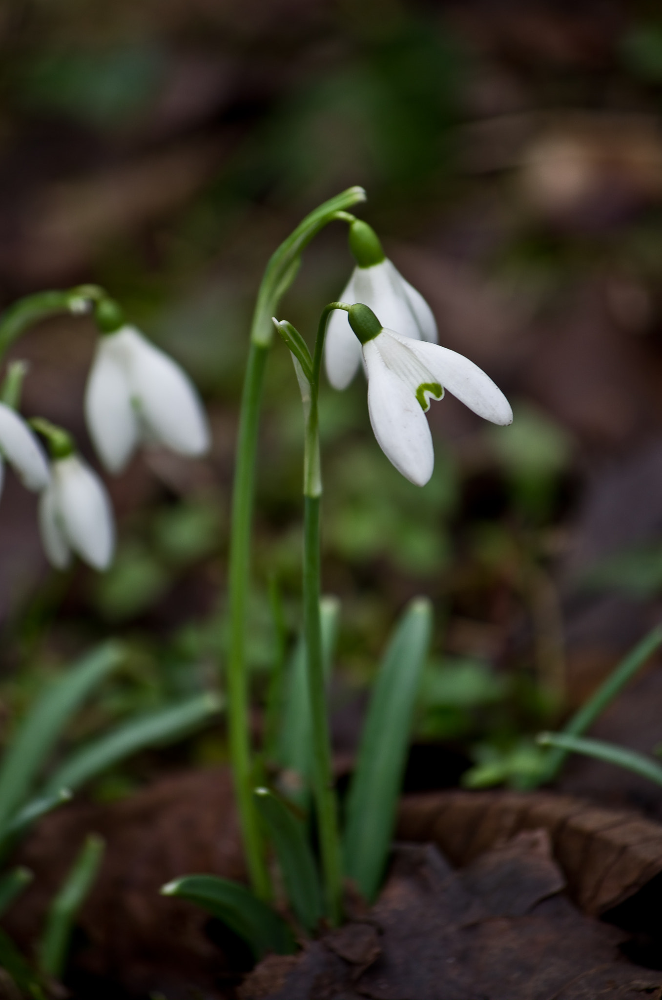 Pentax smc DA 50-200mm F4-5.6 ED sample photo. Perce-neige photography