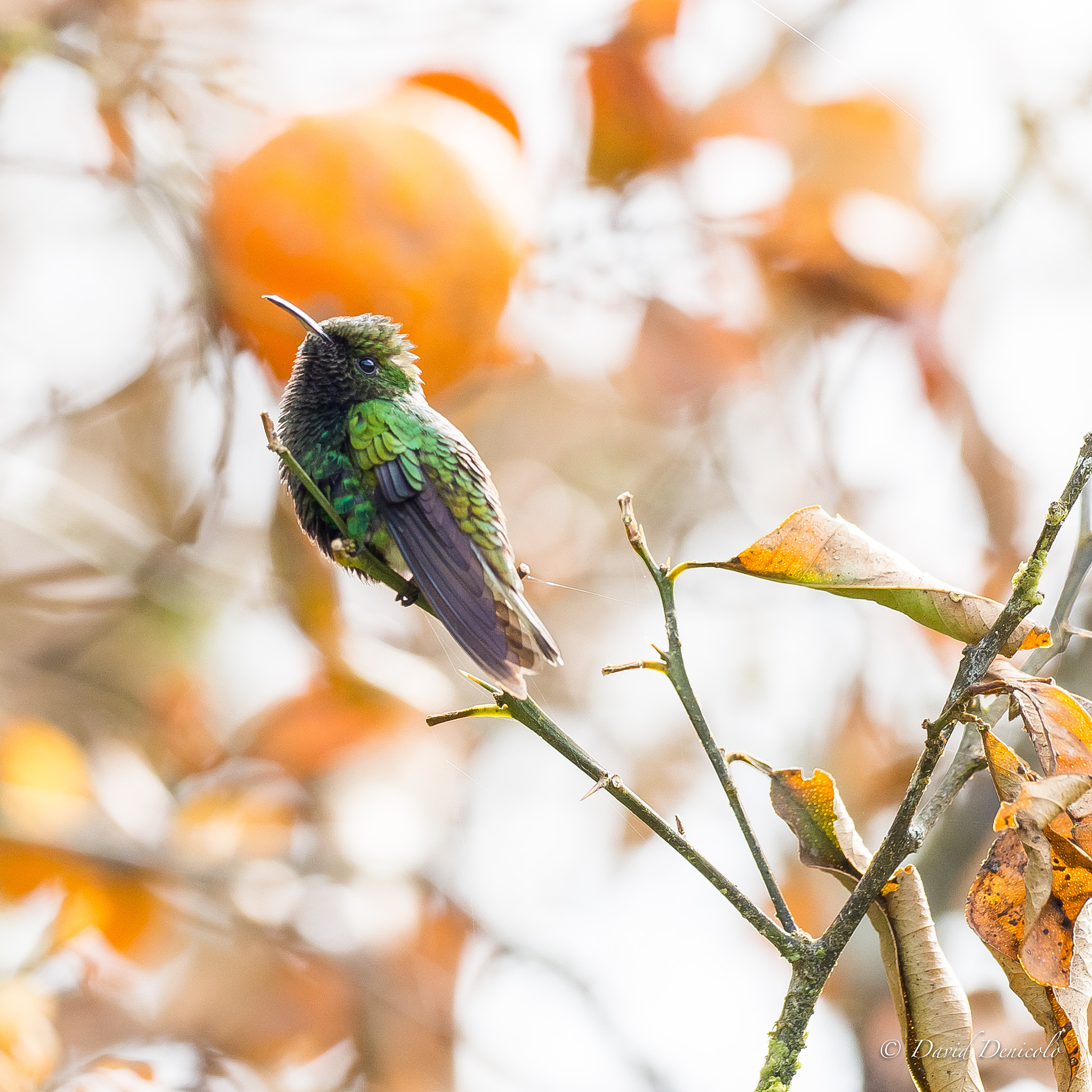 Olympus OM-D E-M1 Mark II + OLYMPUS M.300mm F4.0 sample photo. Staring at the sun photography