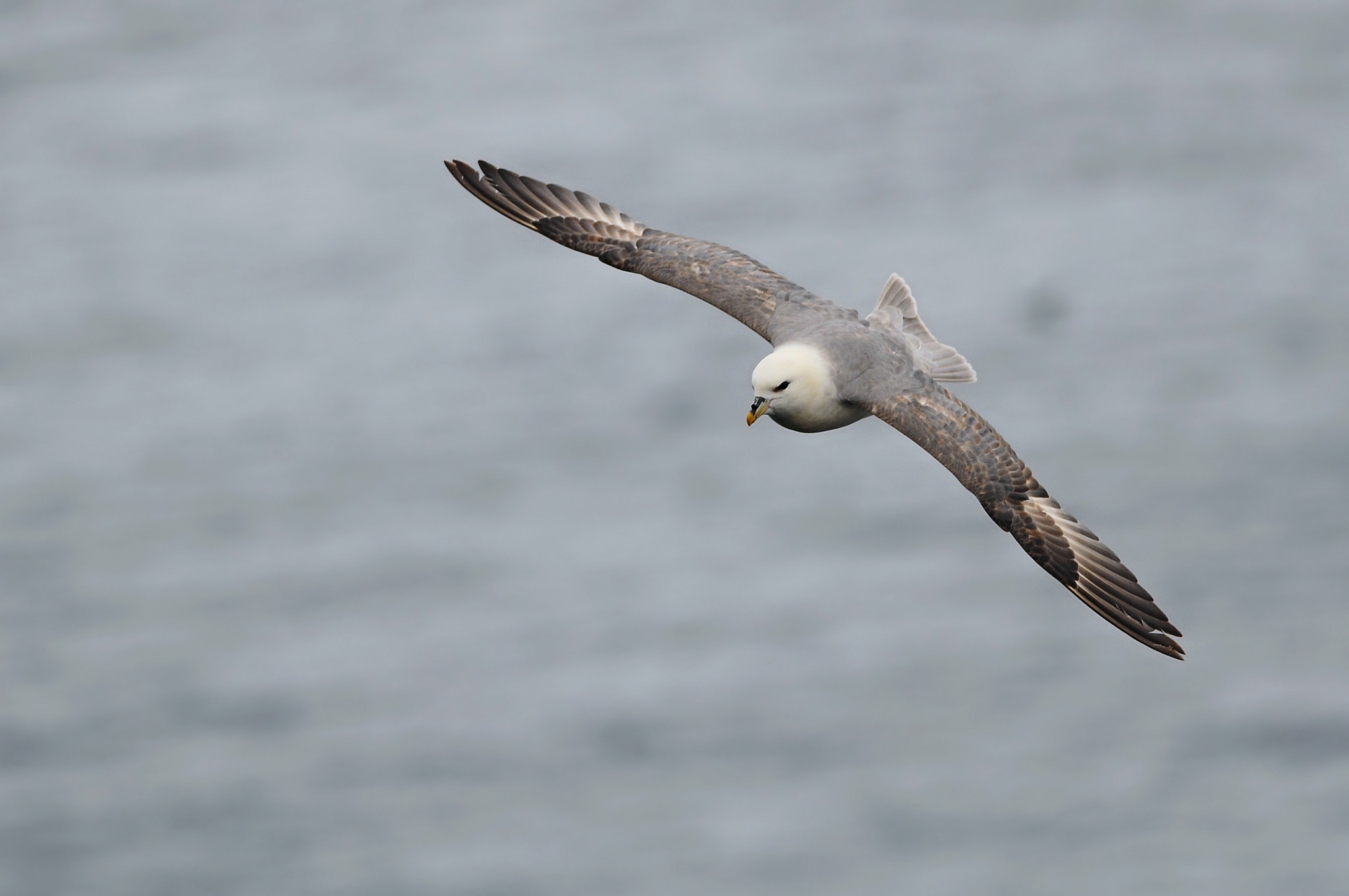 Nikon D90 + Nikon AF-S Nikkor 300mm F4D ED-IF sample photo. Fulmar (fulmarus glacialis) photography