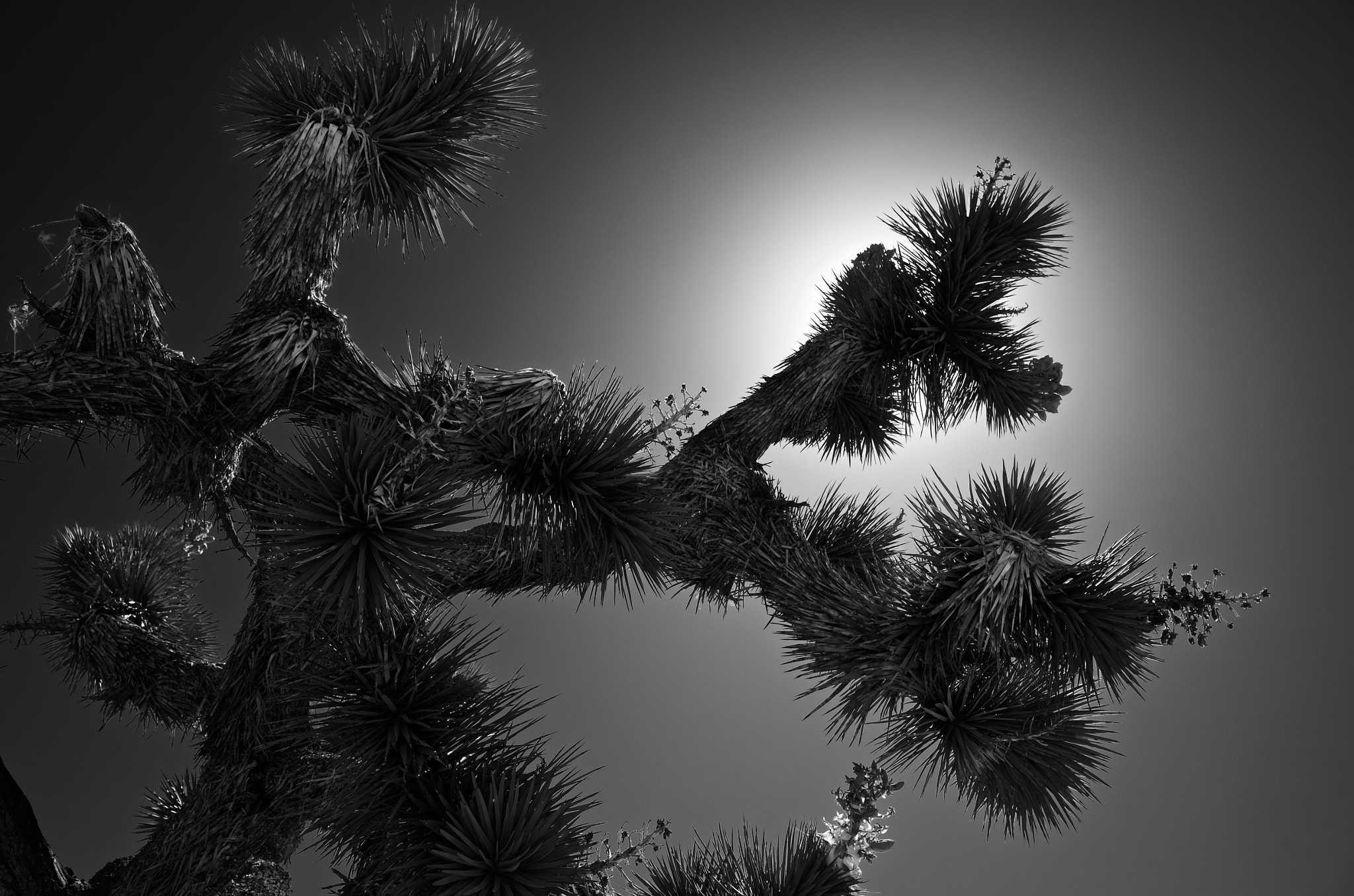 Leica X Vario sample photo. Joshua tree backlit by the blazing sun photography