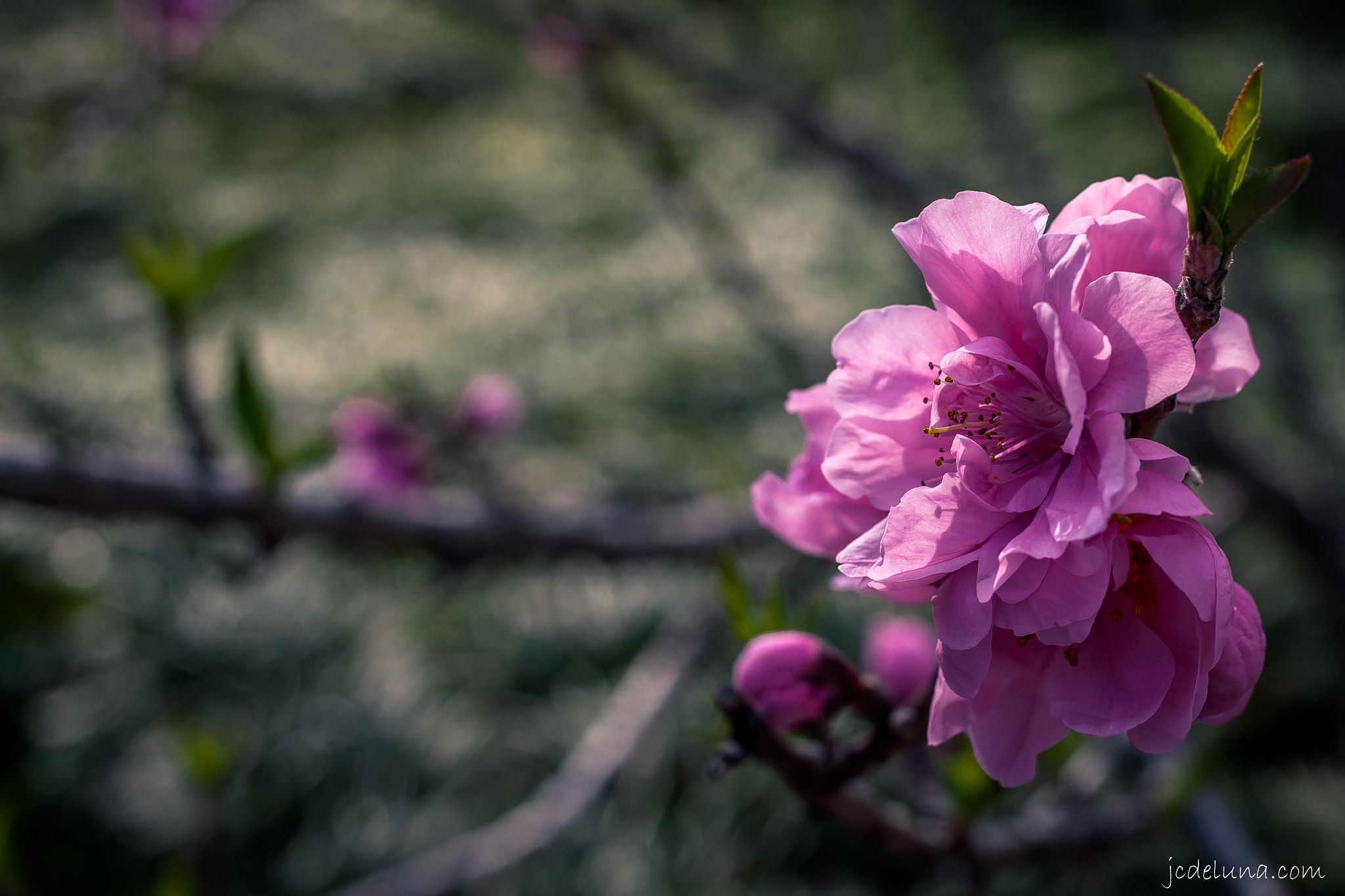 Canon EF 40mm F2.8 STM sample photo. Dawn pink peony | the huntington library - pasadena, ca photography