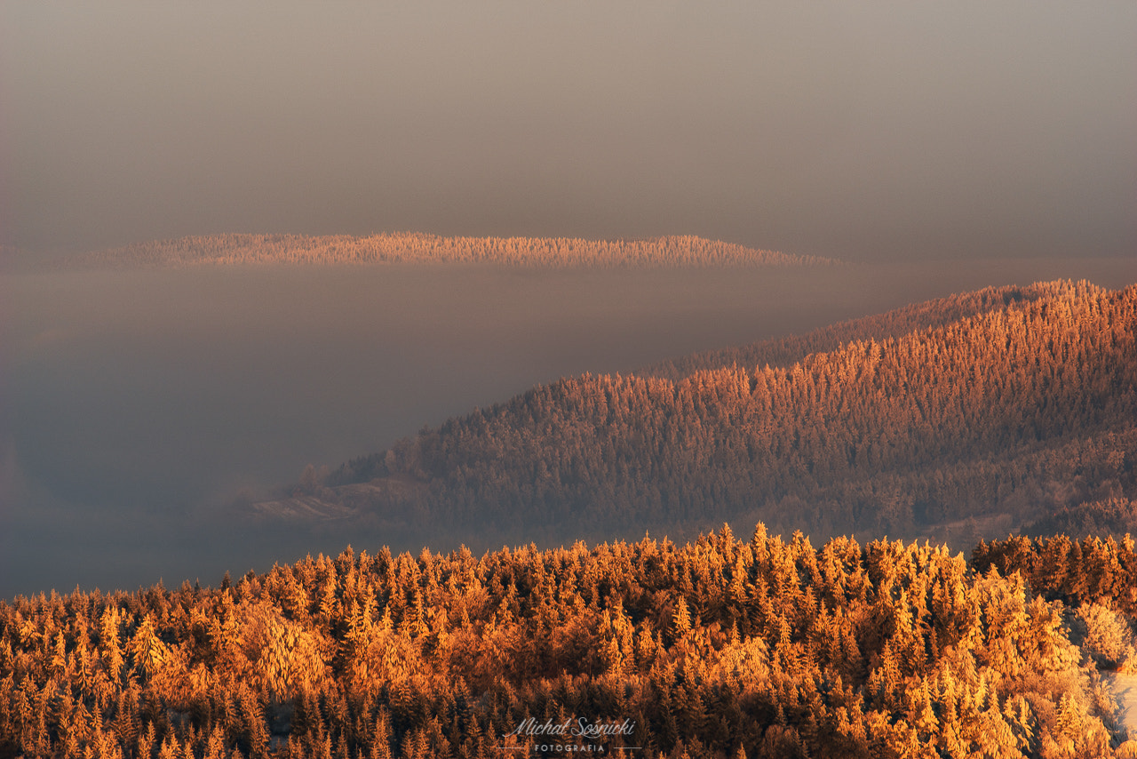 Pentax K-1 + Sigma EX APO 100-300mm F4 IF sample photo. Kudłacze... photography