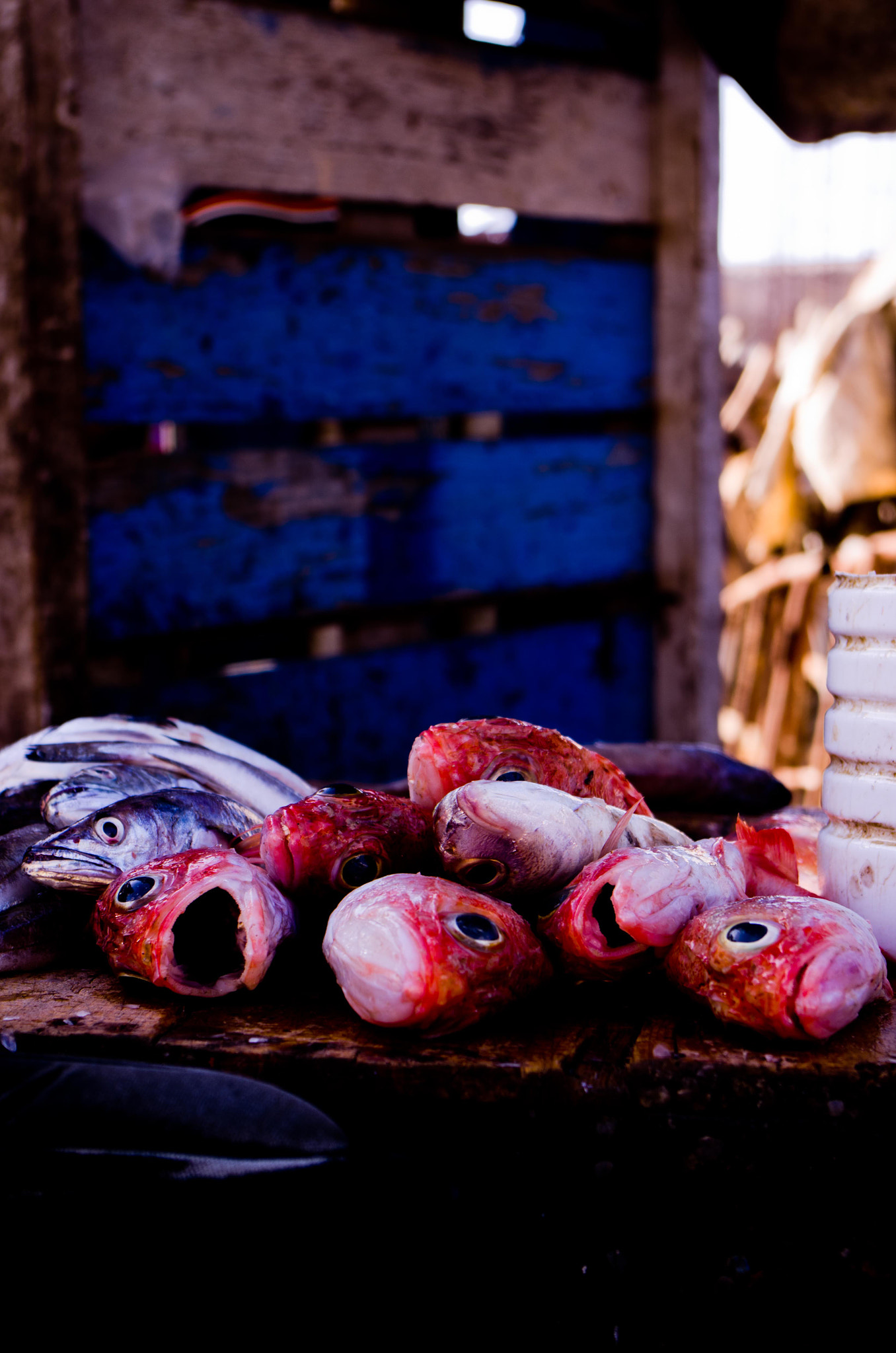 Pentax smc DA 18-55mm F3.5-5.6 AL WR sample photo. Fish(c)k_ol photography