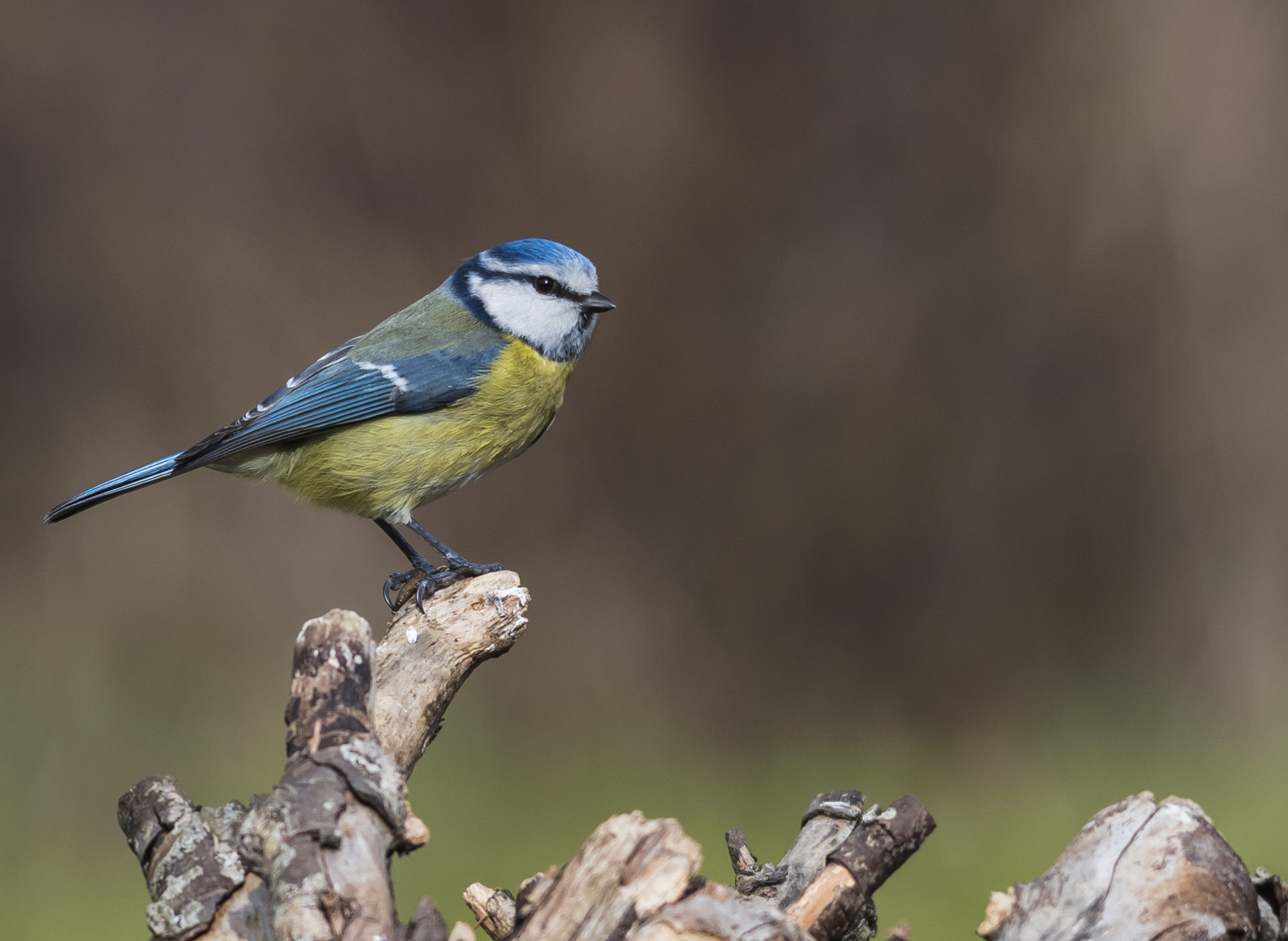 Pentax K-1 + Sigma 70-200mm F2.8 EX DG Macro HSM II sample photo. Cianciarella photography