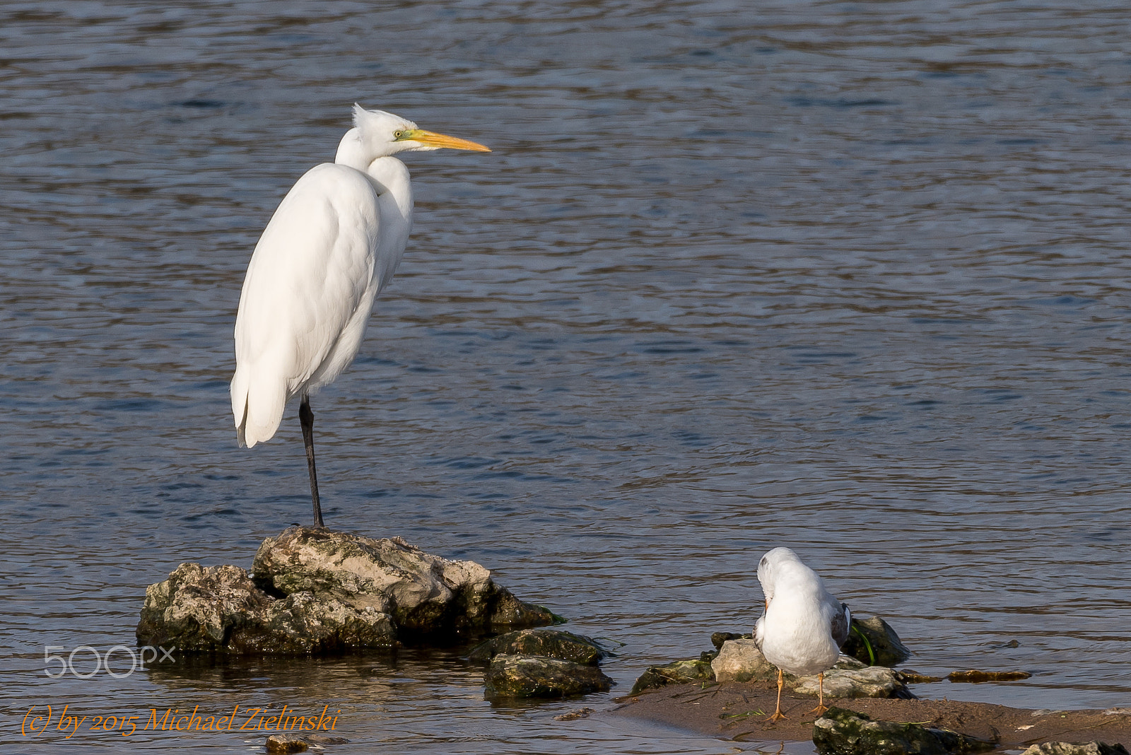 Sigma 150-600mm F5-6.3 DG OS HSM | S sample photo. Silberreiher photography