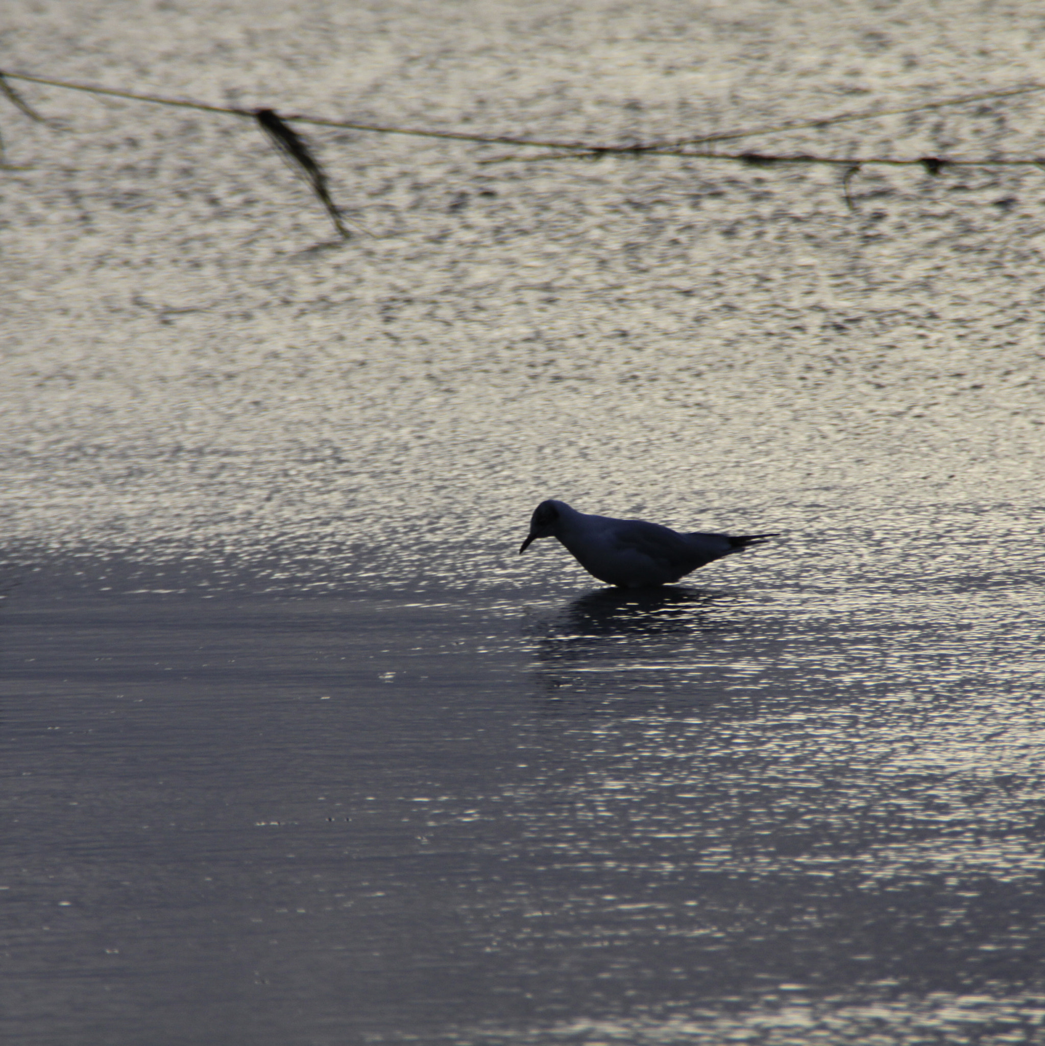 Canon EOS 50D sample photo. Oiseau sur un lac photography