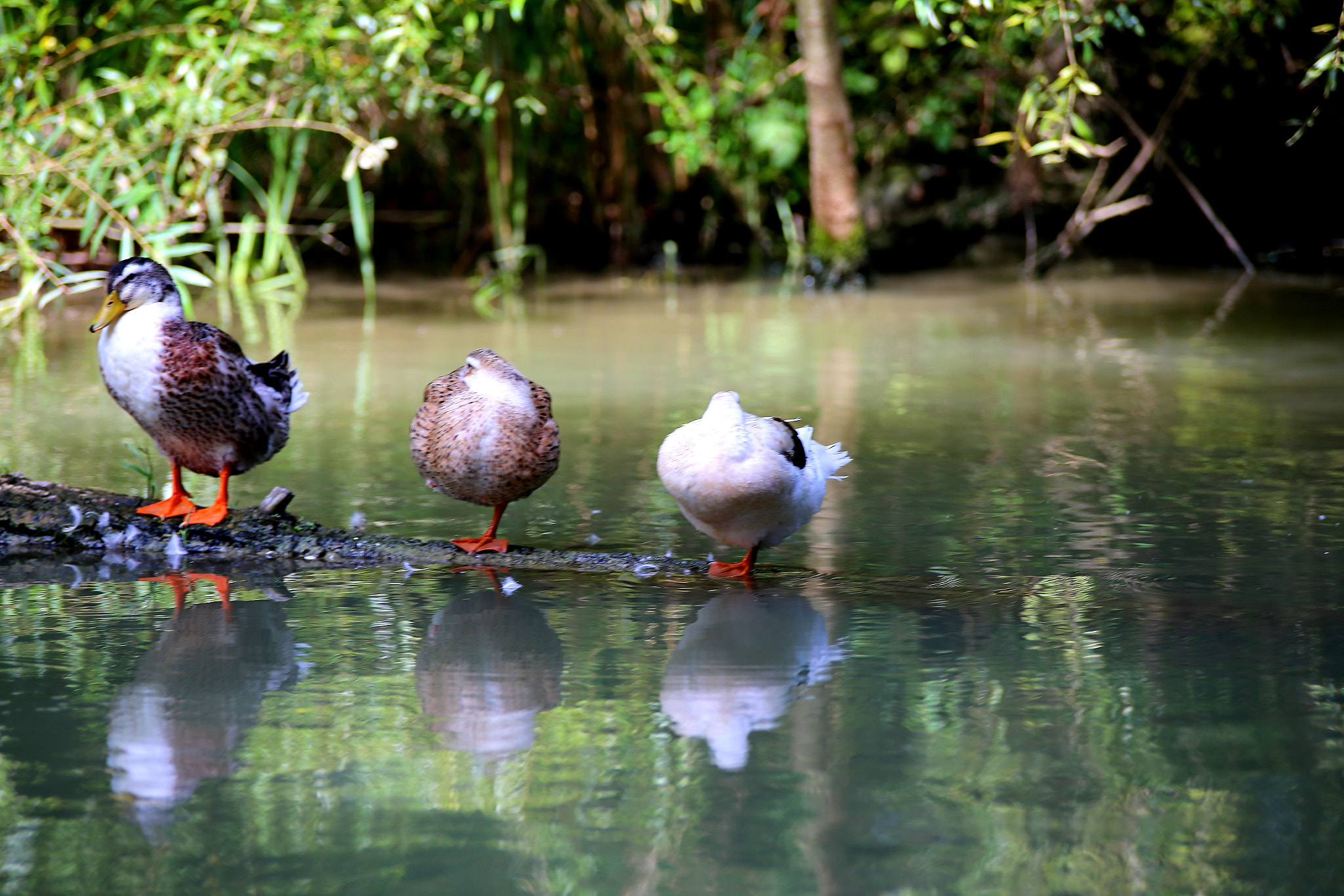 Canon EOS 6D sample photo. Ducks in the river photography