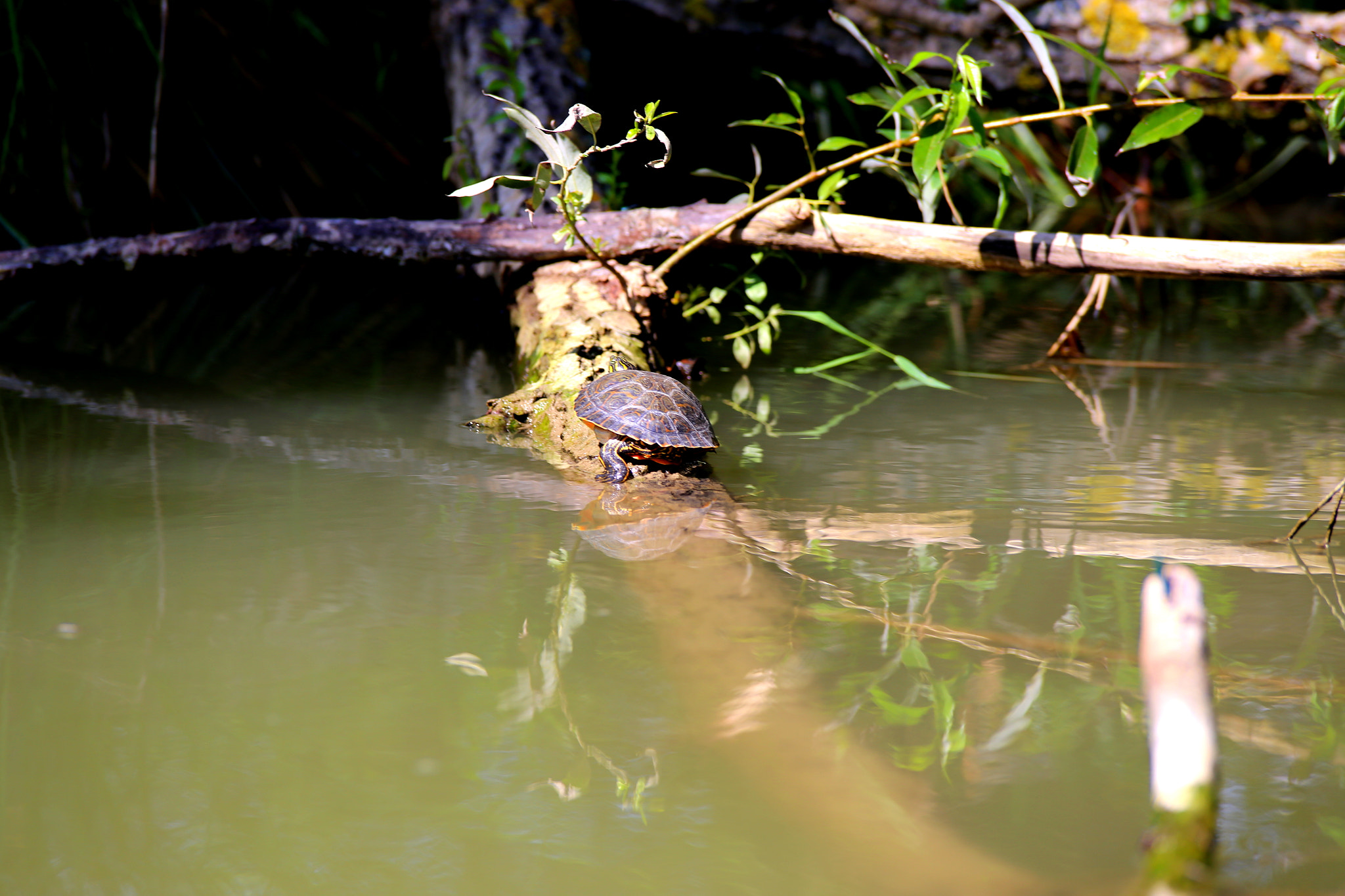Canon EOS 6D sample photo. Turtle in the river photography