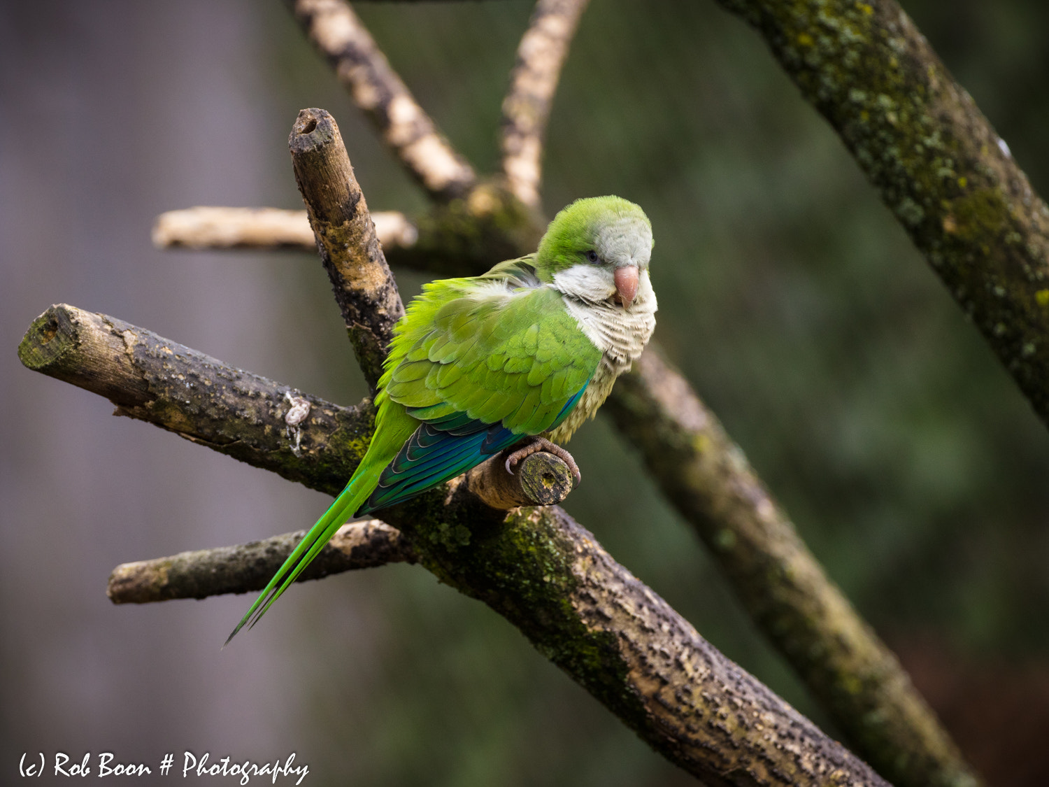 Canon EOS 5DS sample photo. Parrot 2 photography