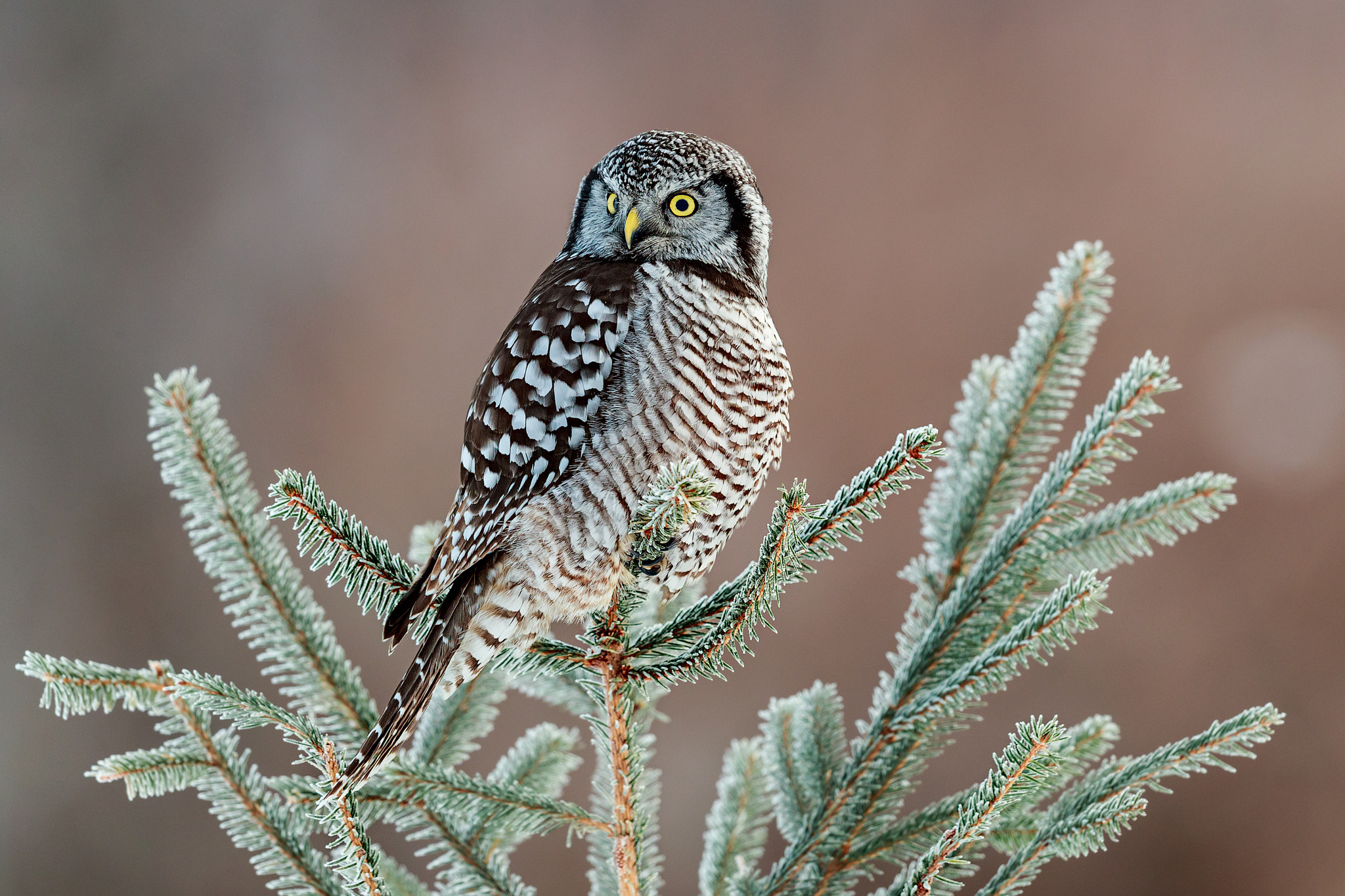 Canon EF 500mm F4L IS II USM sample photo. Surnia ulula portrait photography