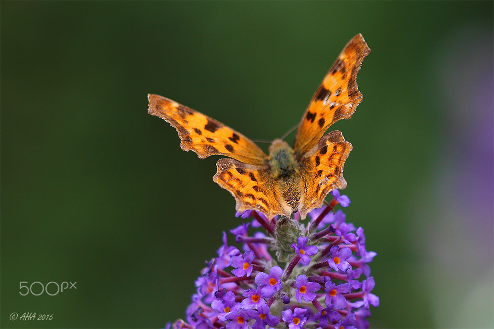 Sigma APO Macro 150mm f/2.8 EX DG HSM sample photo. Polygonia c-album photography