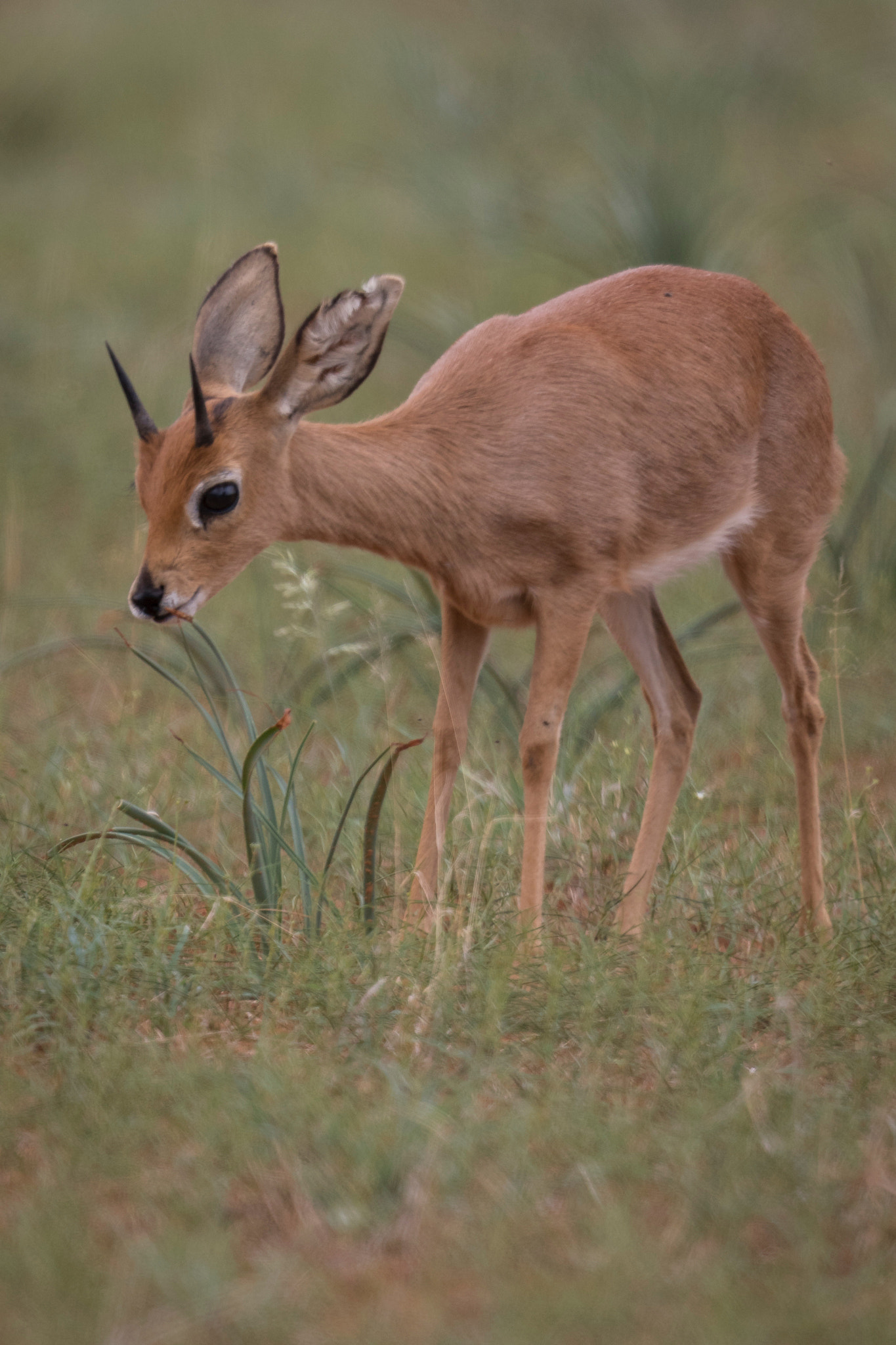 Canon EF 500mm F4L IS II USM sample photo. Steenbok photography