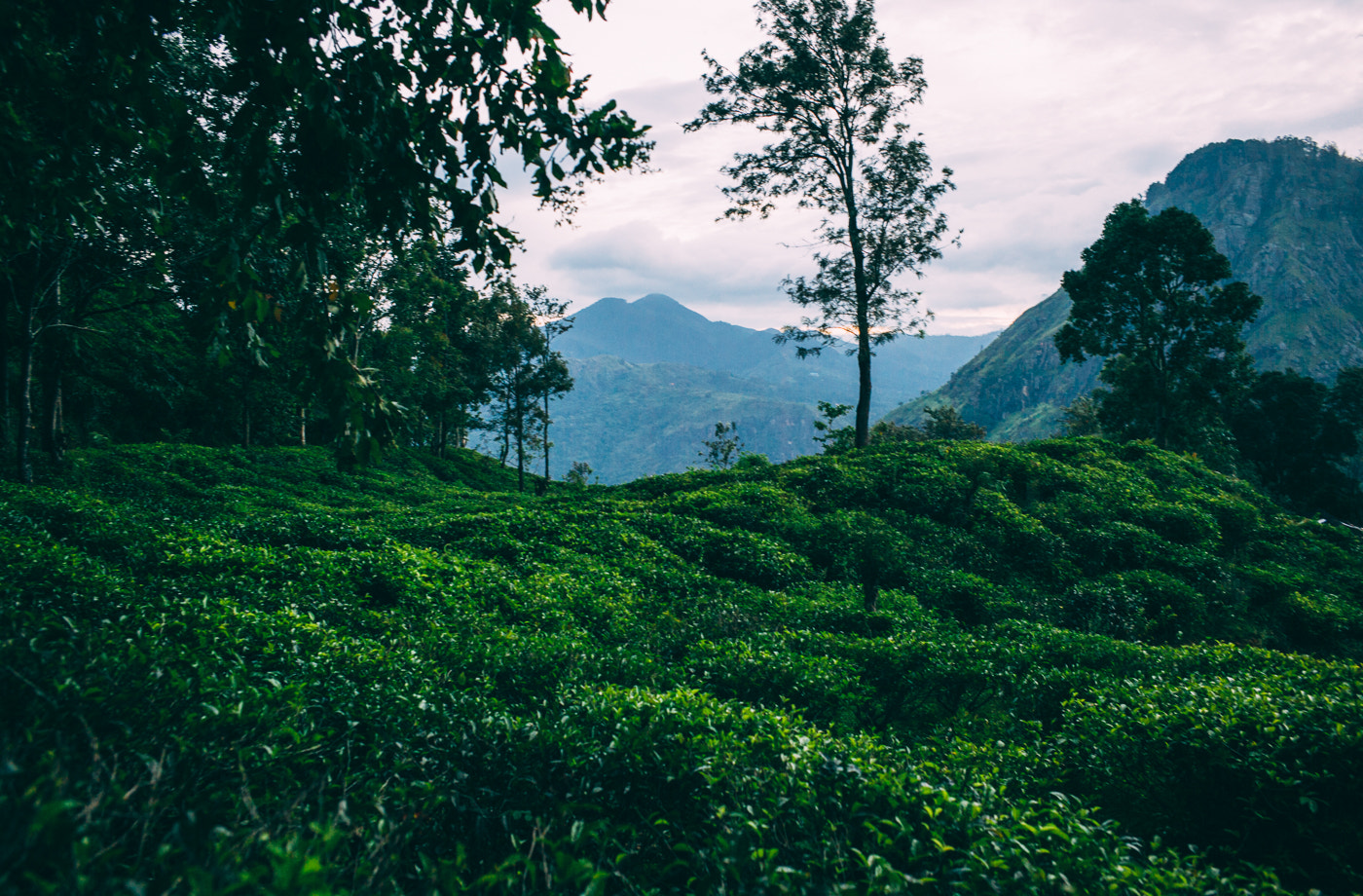 Summicron-M 1:2/35 ASPH. sample photo. Tea plantation photography