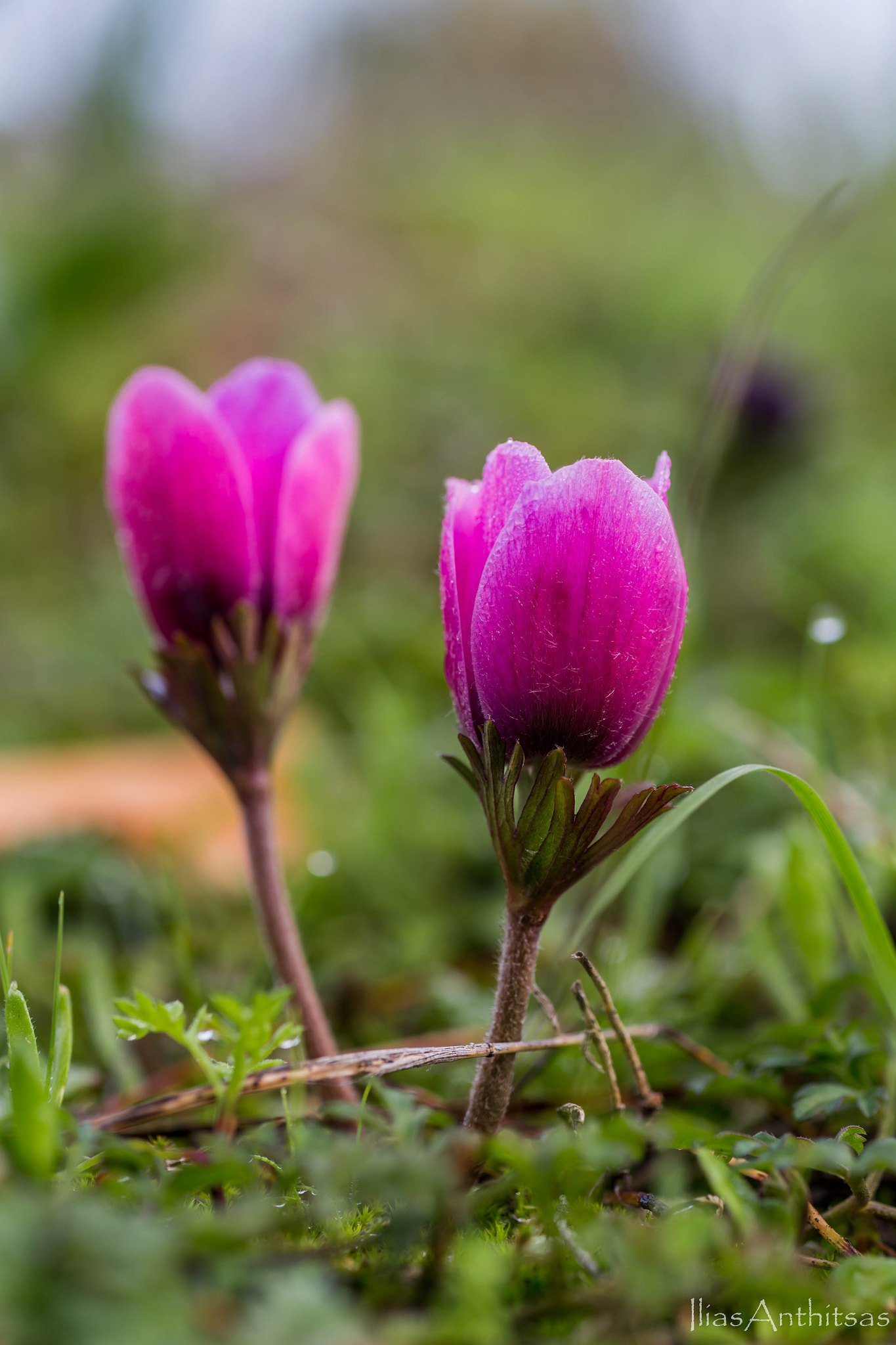 Canon EOS 6D + Tamron SP AF 90mm F2.8 Di Macro sample photo. Anemone photography