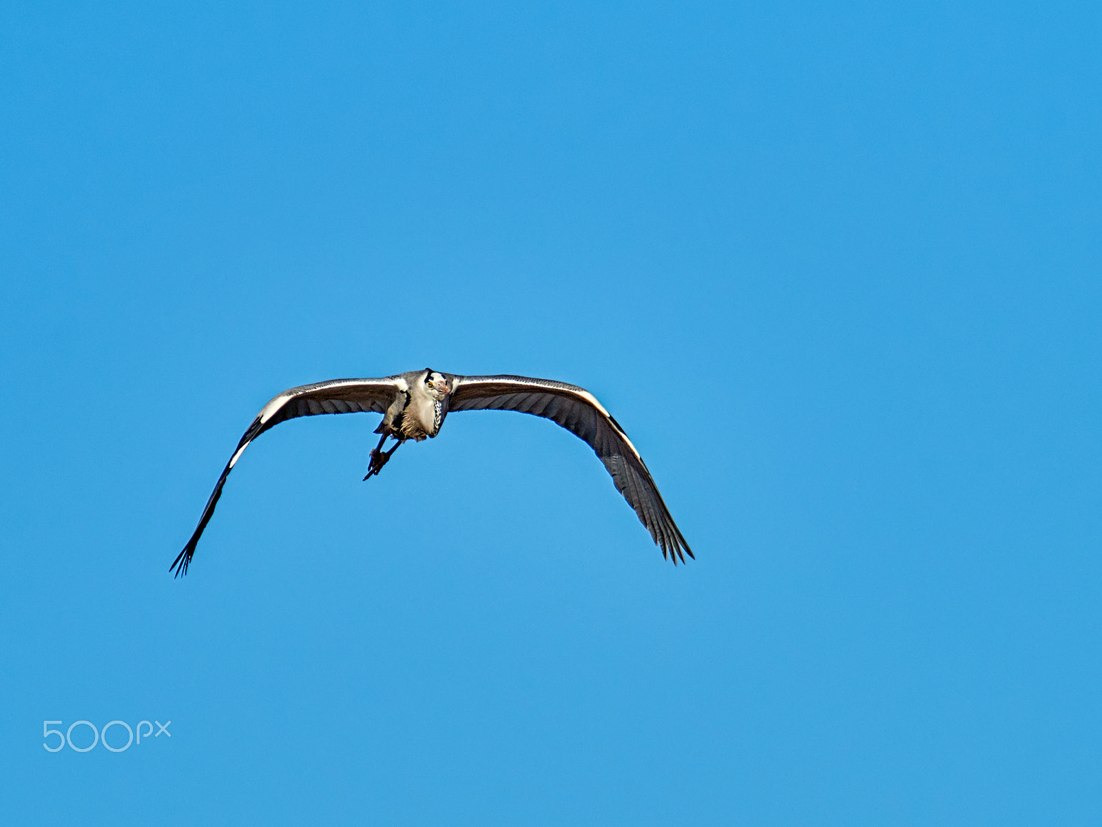 M.300mm F4.0 + MC-14 sample photo. Ardea cinerea photography