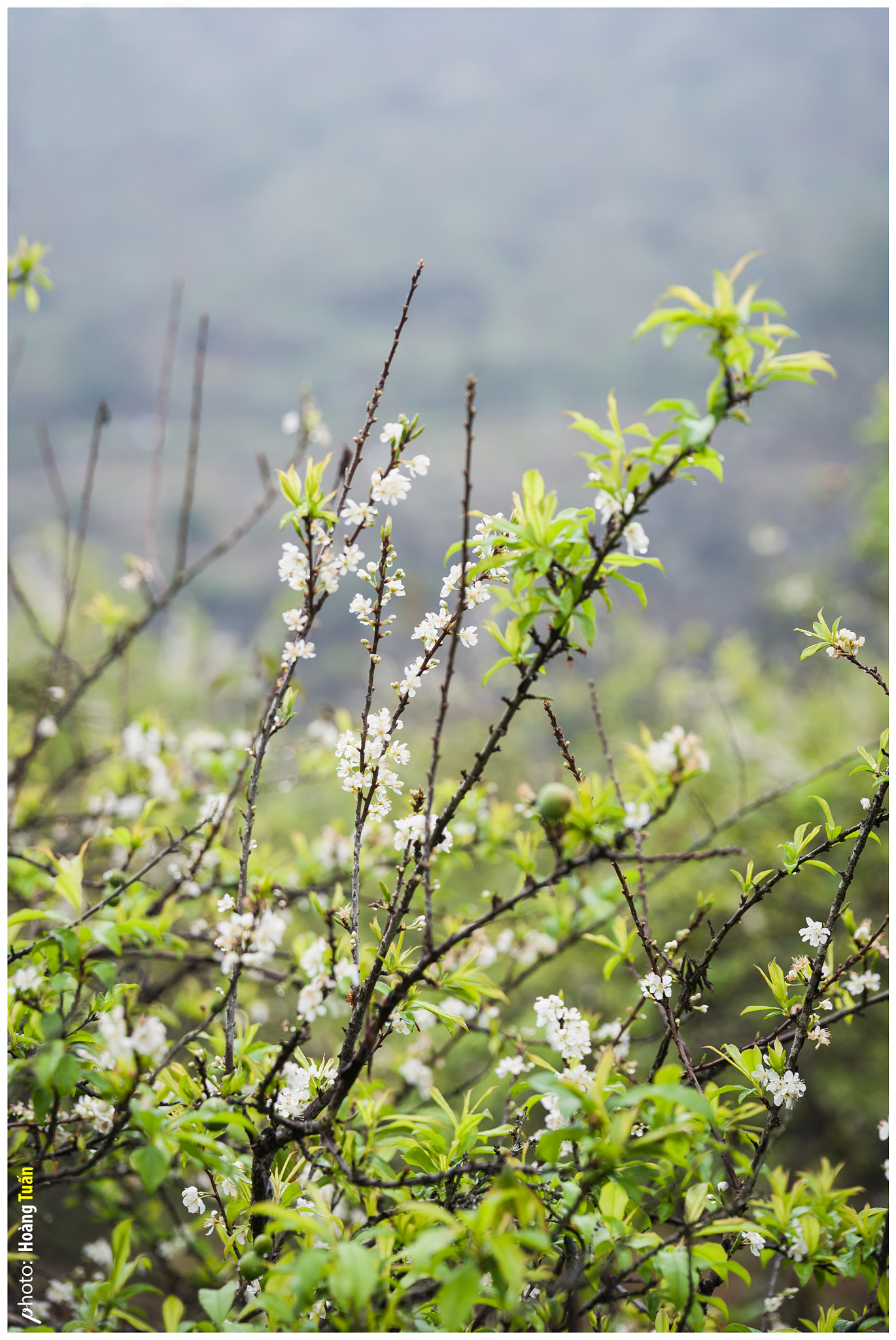 Tamron SP 70-200mm F2.8 Di VC USD sample photo. Hoa mận photography