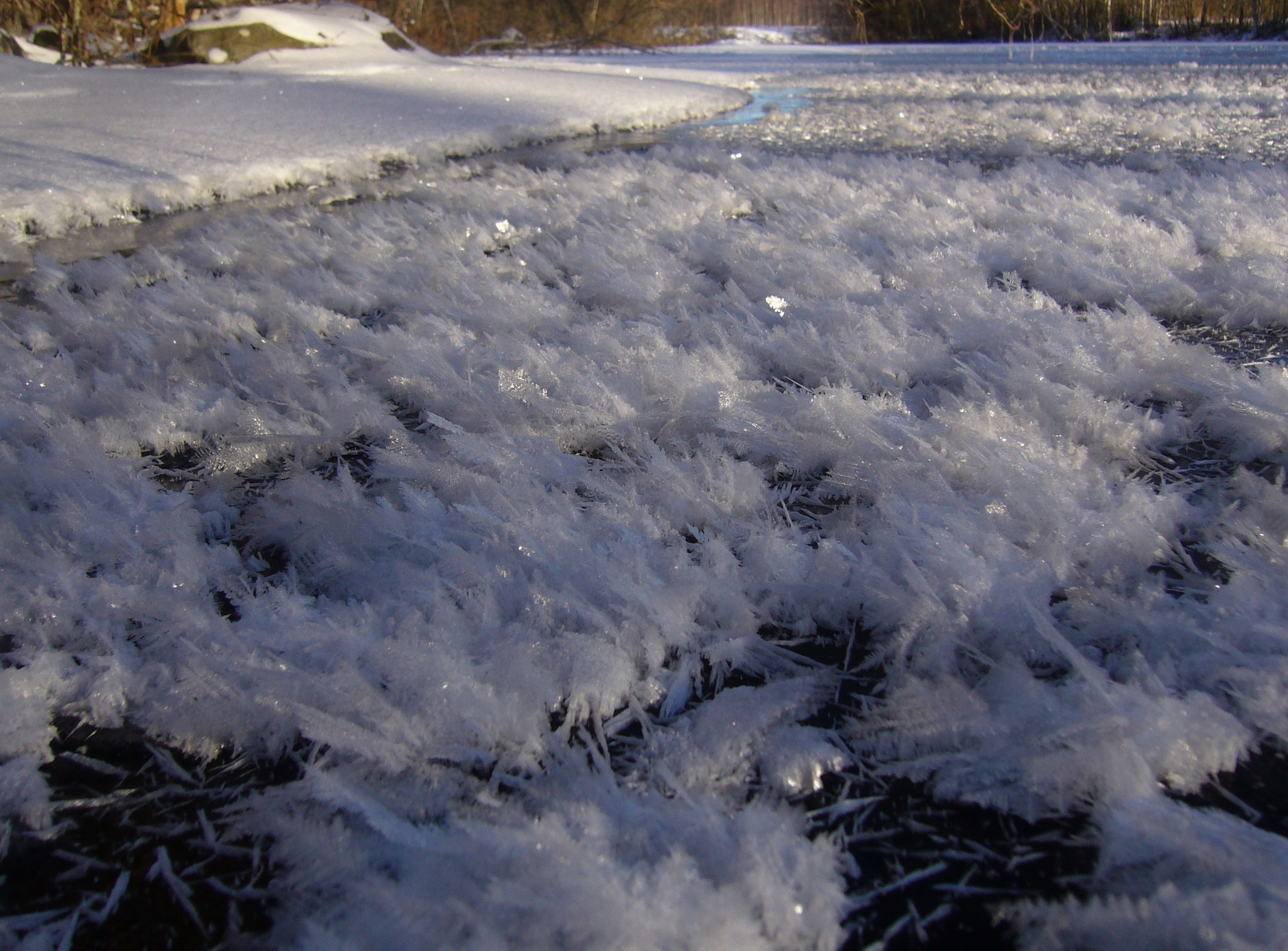 Panasonic DMC-LS2 sample photo. Frost flowers blooming photography