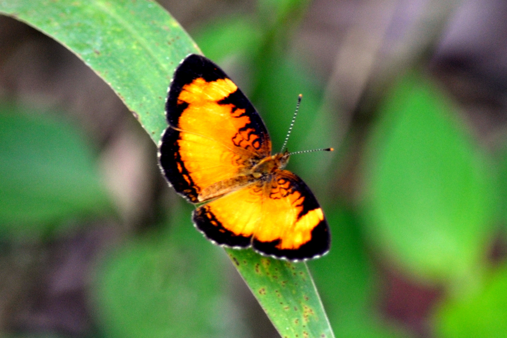 Nikon D5000 sample photo. Butterfly tegosa claudina photography