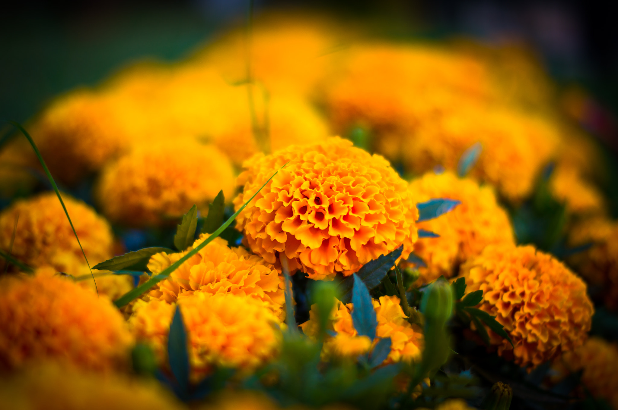 Sony SLT-A55 (SLT-A55V) sample photo. Colors of nature photography
