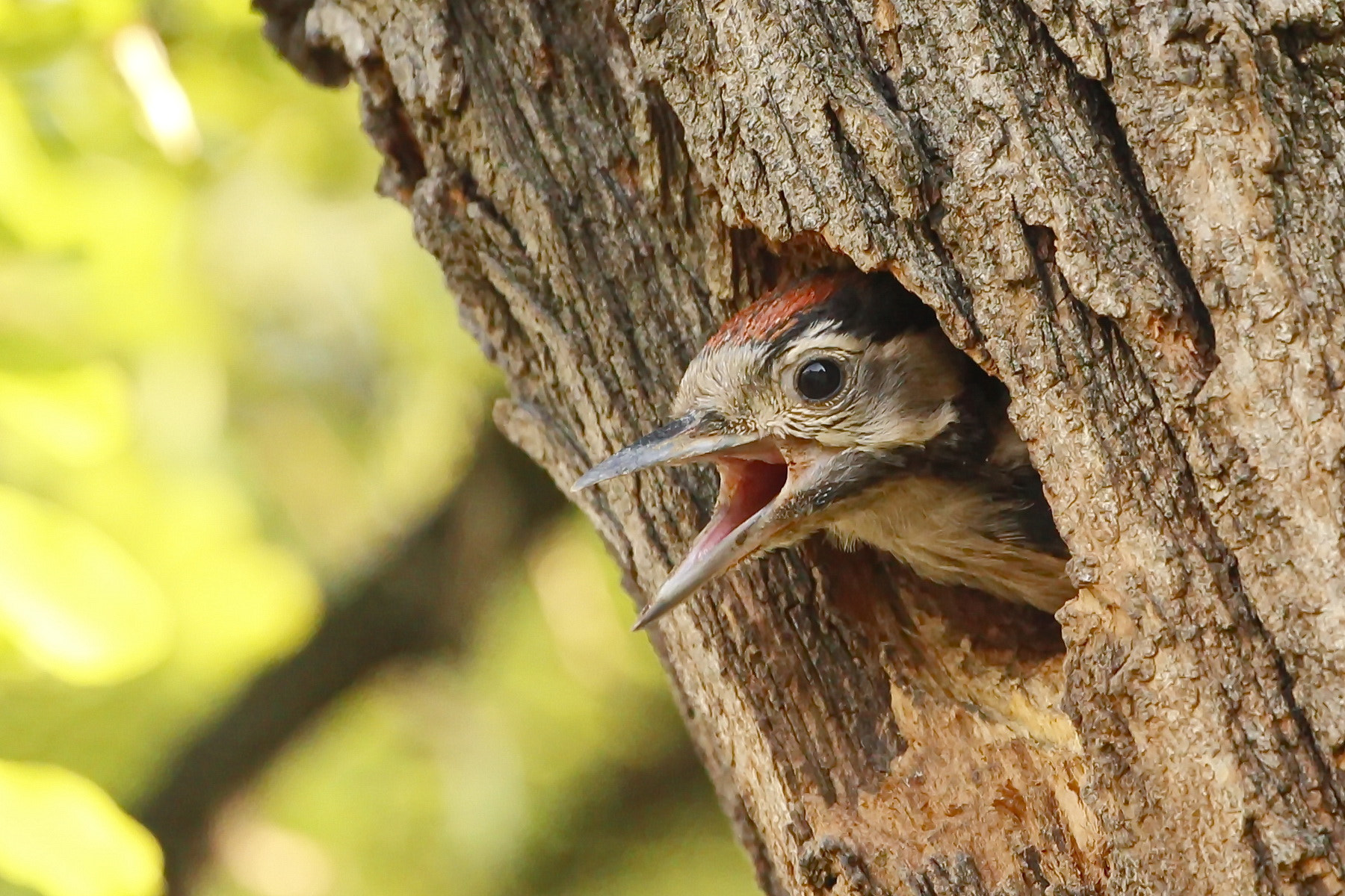 Canon EOS 600D (Rebel EOS T3i / EOS Kiss X5) + Canon EF 70-200mm F4L USM sample photo. Tiny woodpecker photography