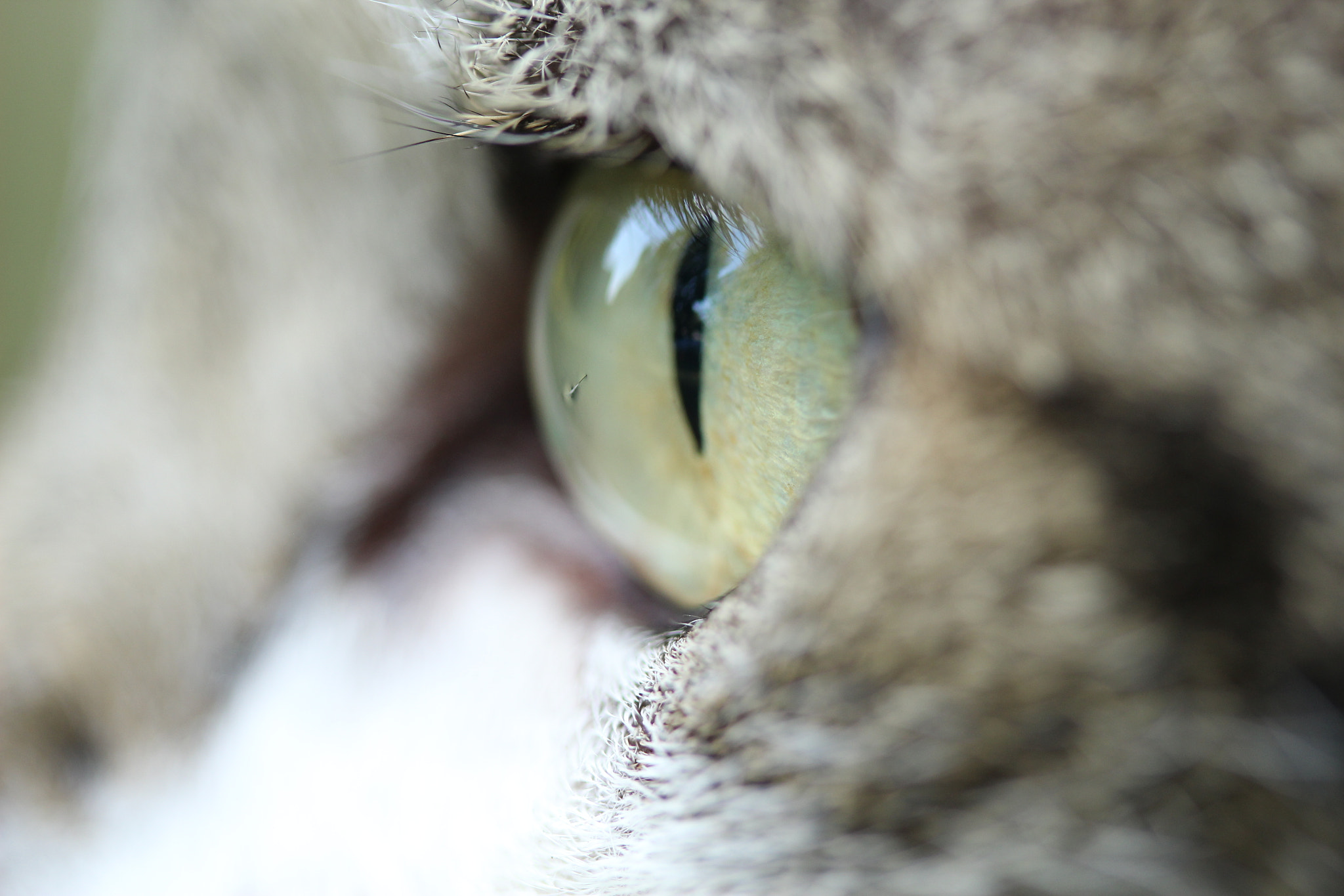 Canon EF-S 60mm F2.8 Macro USM sample photo. Cat eye photography