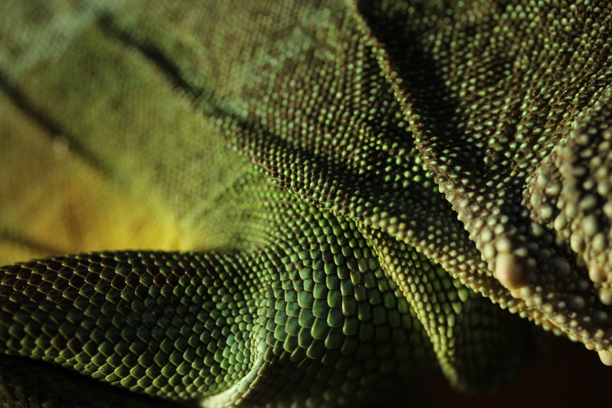 Canon EF-S 60mm F2.8 Macro USM sample photo. Lizard skin photography