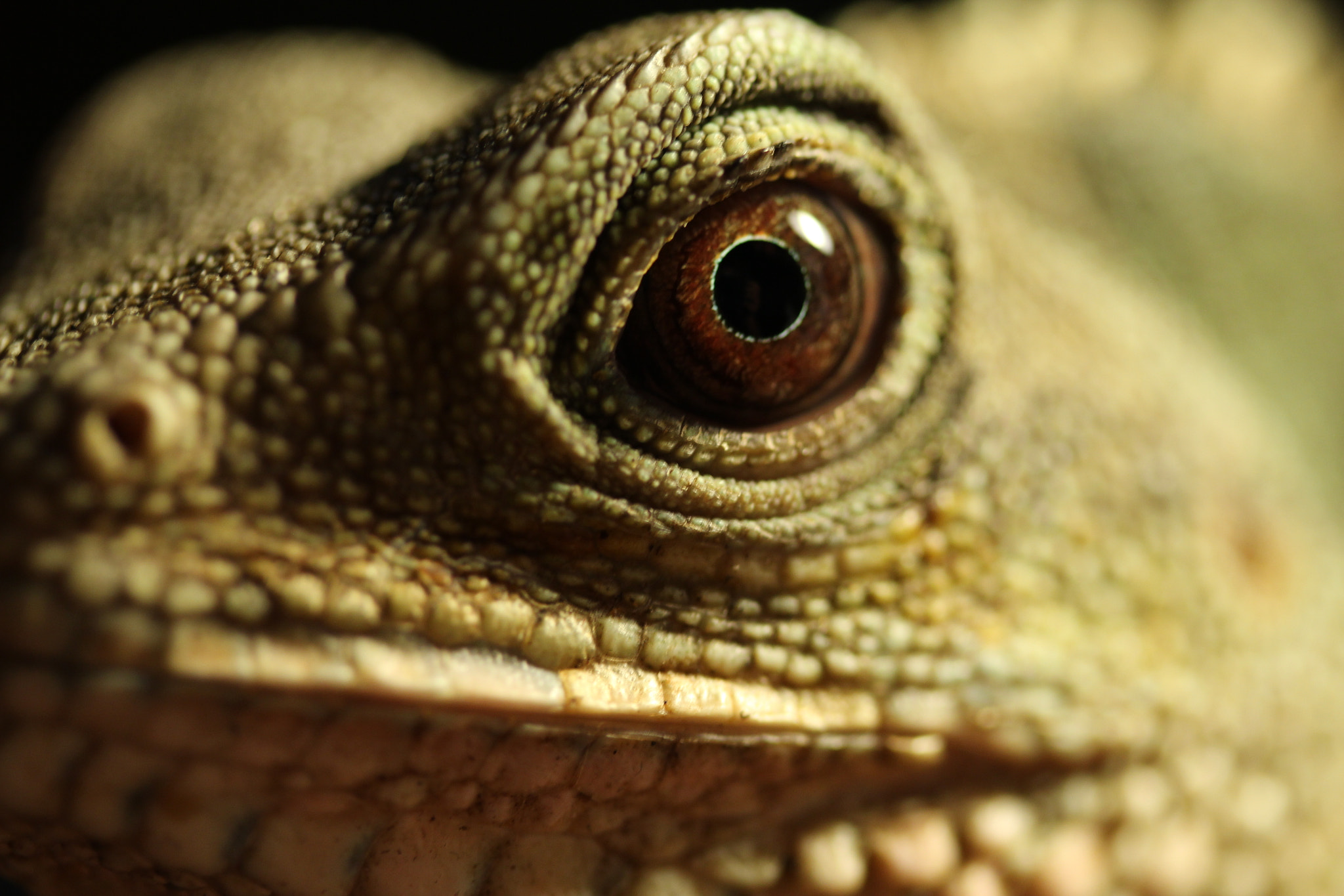 Canon EF-S 60mm F2.8 Macro USM sample photo. Lizard eye photography