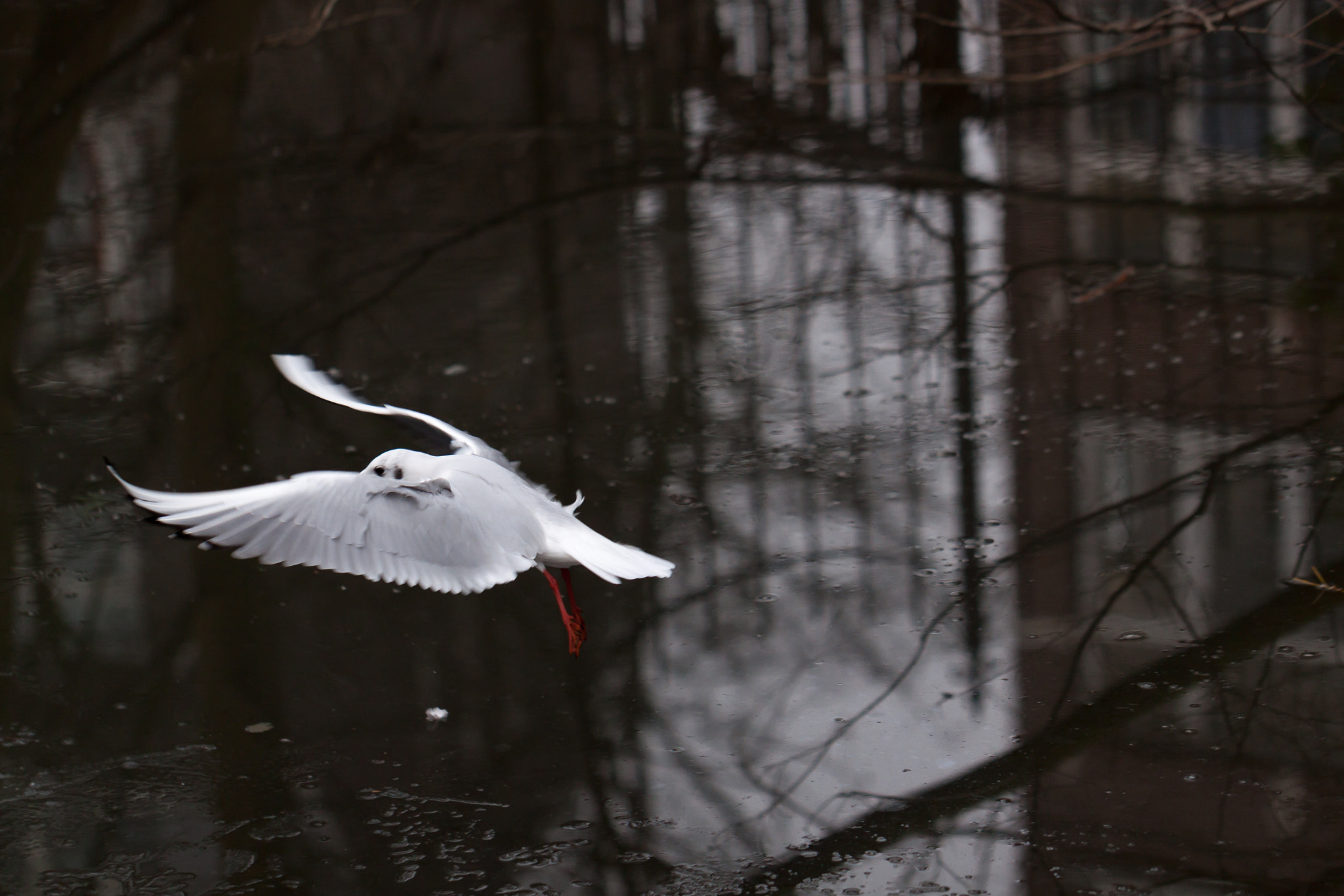 Canon EOS 500D (EOS Rebel T1i / EOS Kiss X3) sample photo. The catcher in the rye photography