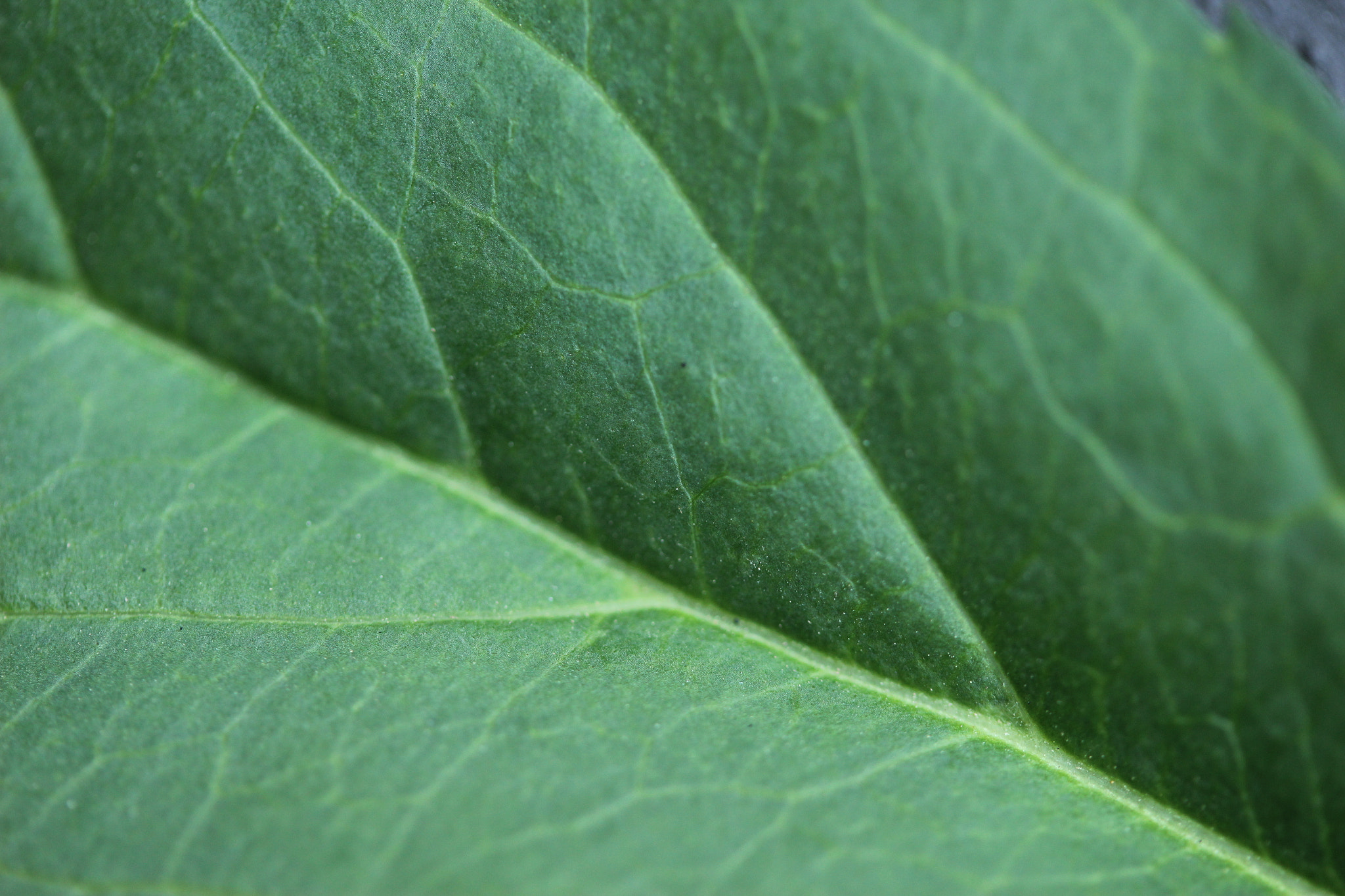 Canon EF-S 60mm F2.8 Macro USM sample photo. Leaf photography