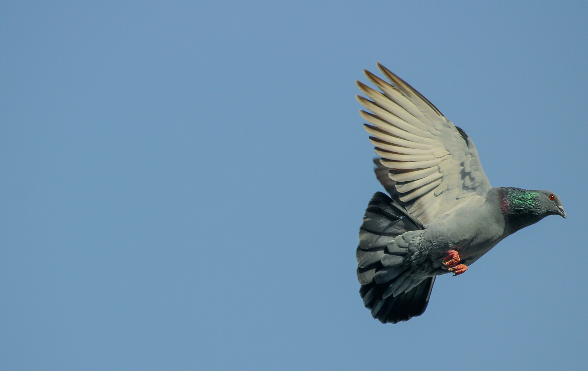 Canon EOS 1300D (EOS Rebel T6 / EOS Kiss X80) sample photo. Pigeon photography