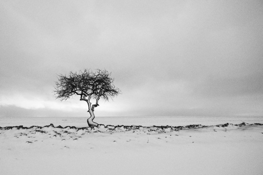 Fujifilm X-Pro2 + Fujifilm XF 10-24mm F4 R OIS sample photo. 2017-01-10 017.jpg photography