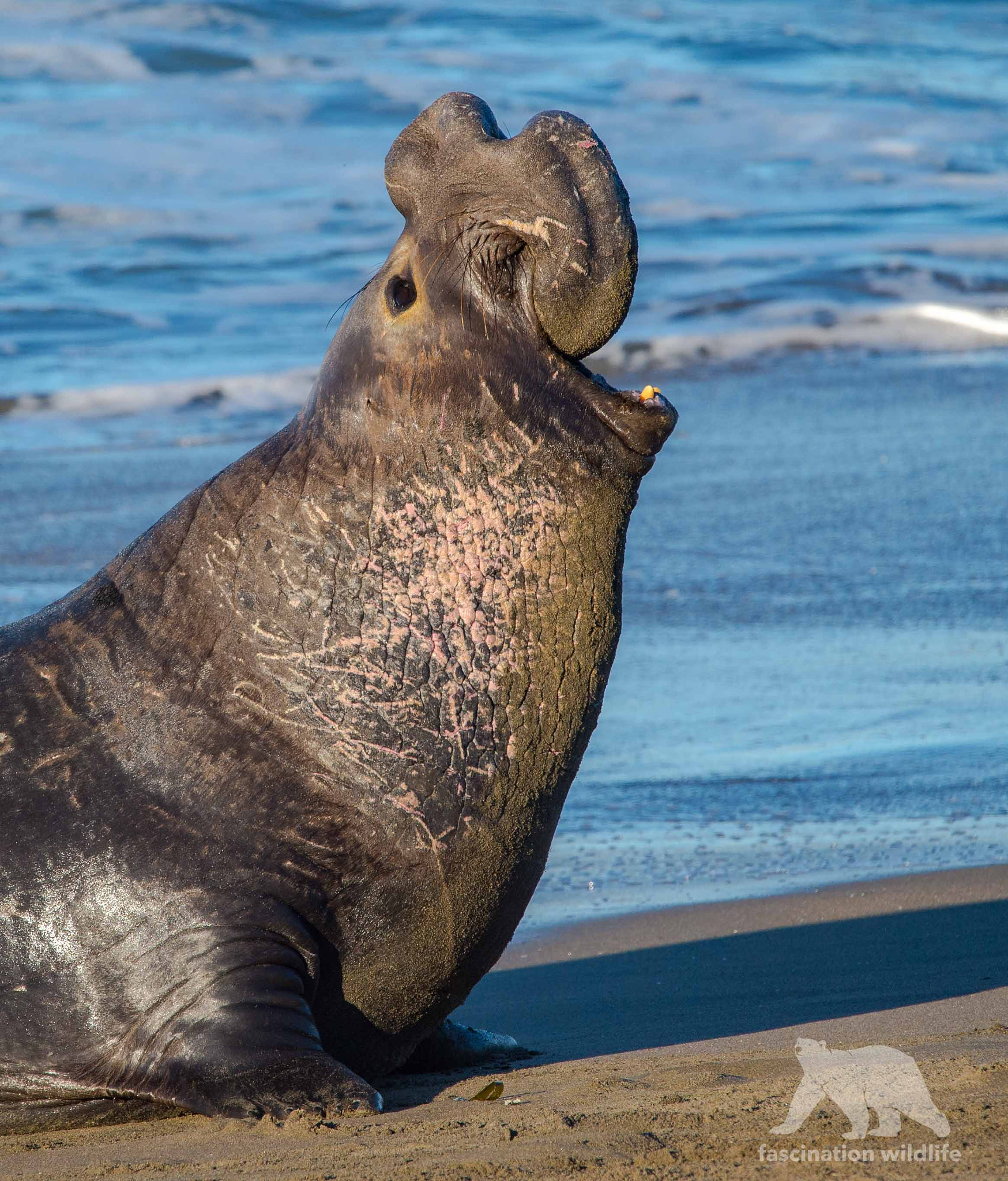 Nikon D4S sample photo. Elephant seal bull photography