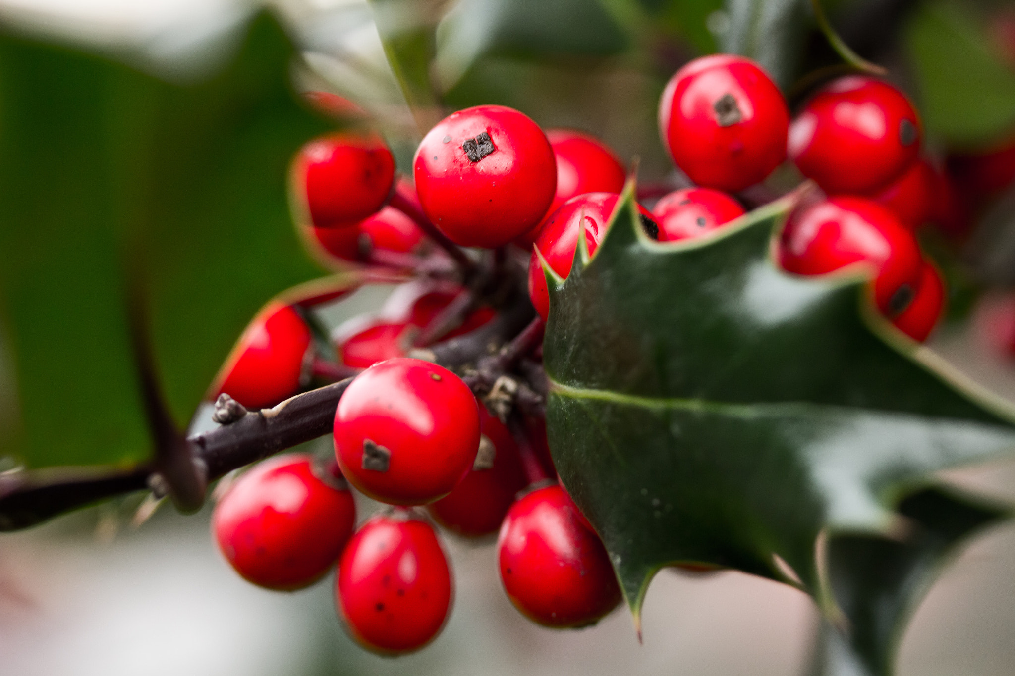 Canon EF-S 60mm F2.8 Macro USM sample photo. Holly photography